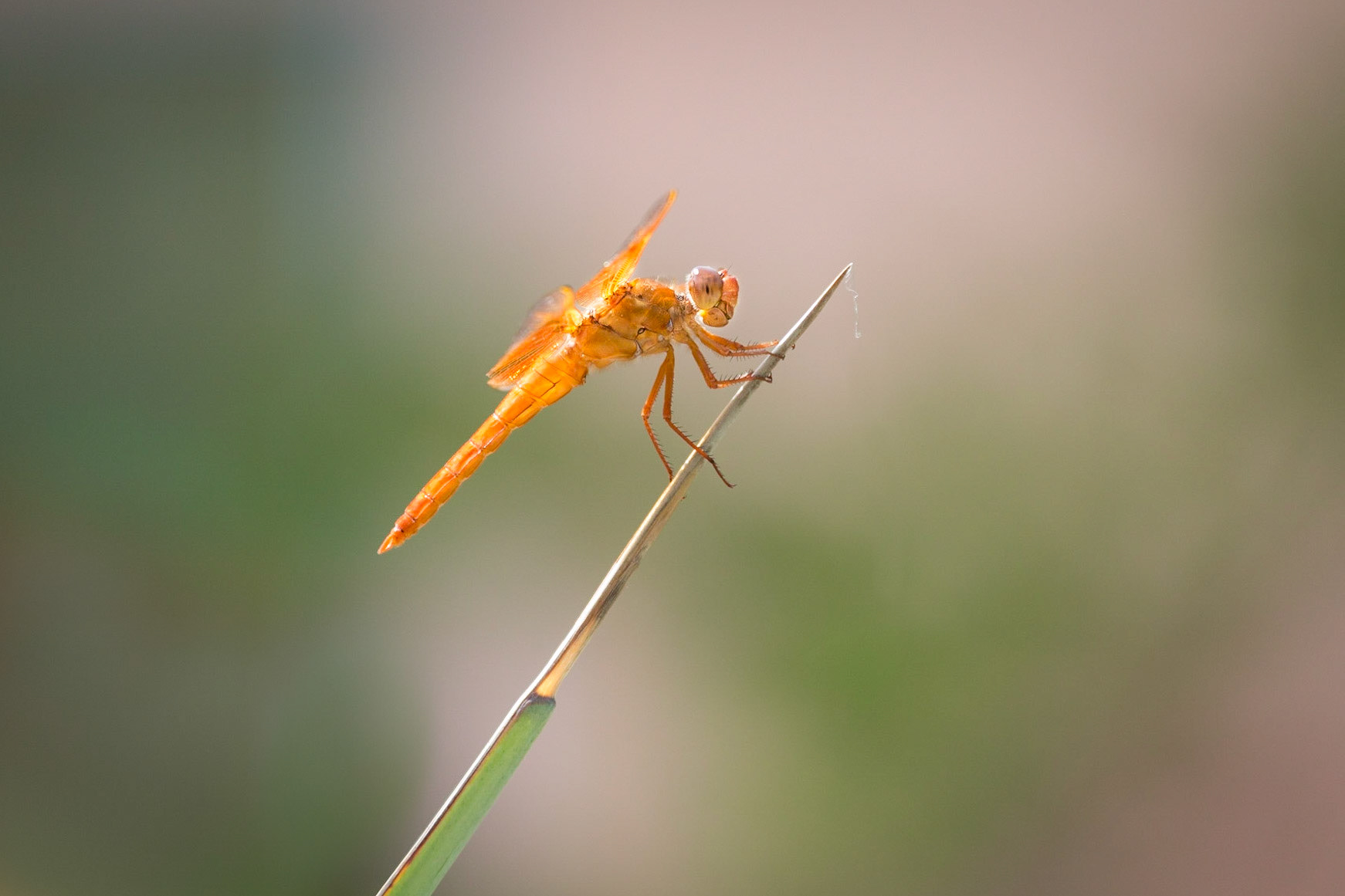Flame Skimmer Dragonfly, Tucson, Arizona, USA