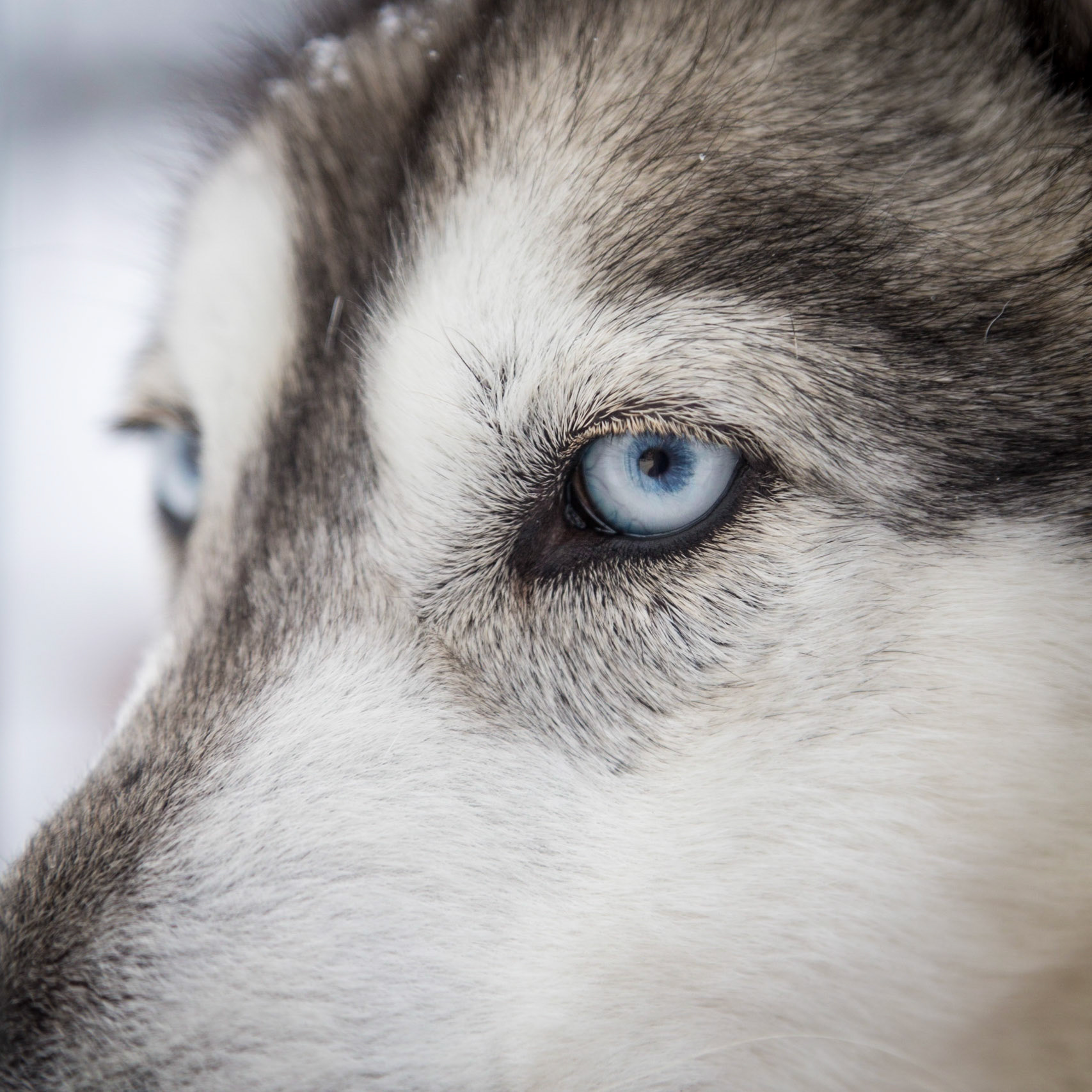 Husky, Arctic Circle, Finland