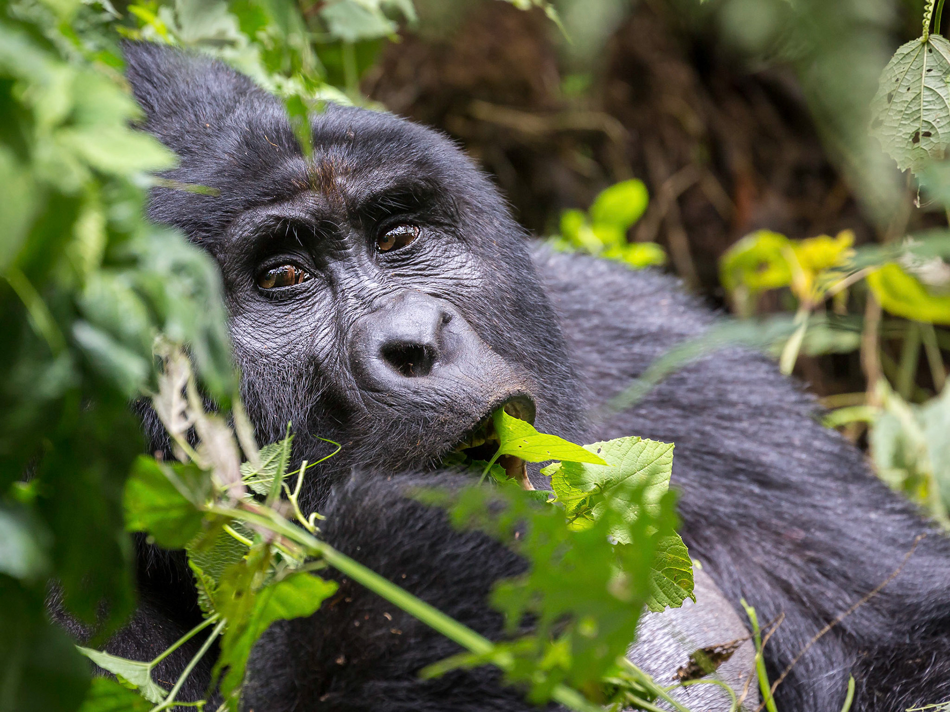 Mountain Gorilla, Bwindi Impenetrable Forest, Uganda