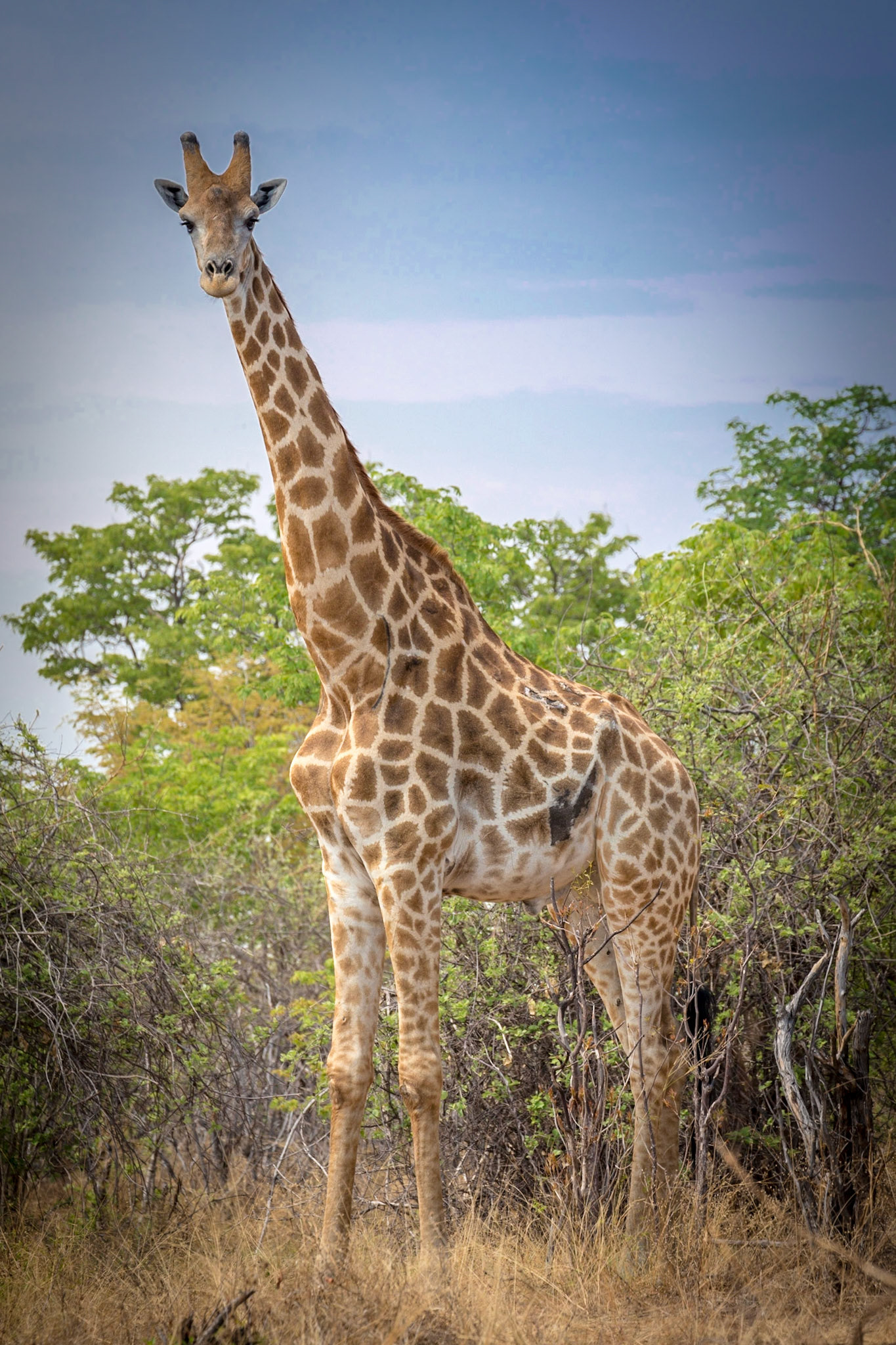 Angolan Giraffe,Savuti Marsh Area, Botswana