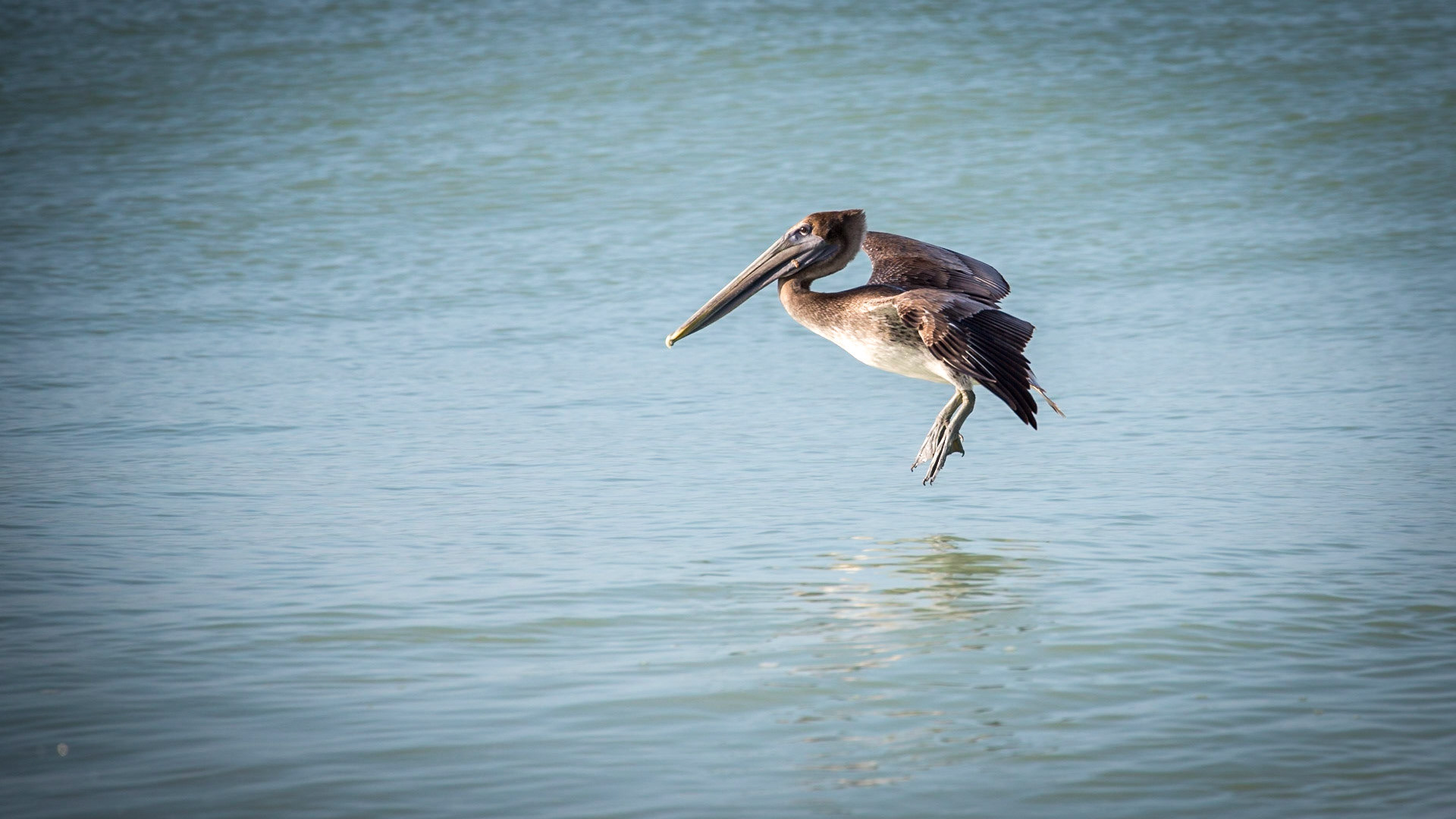 Brown Pelican, Longboat Key, Florida, USA