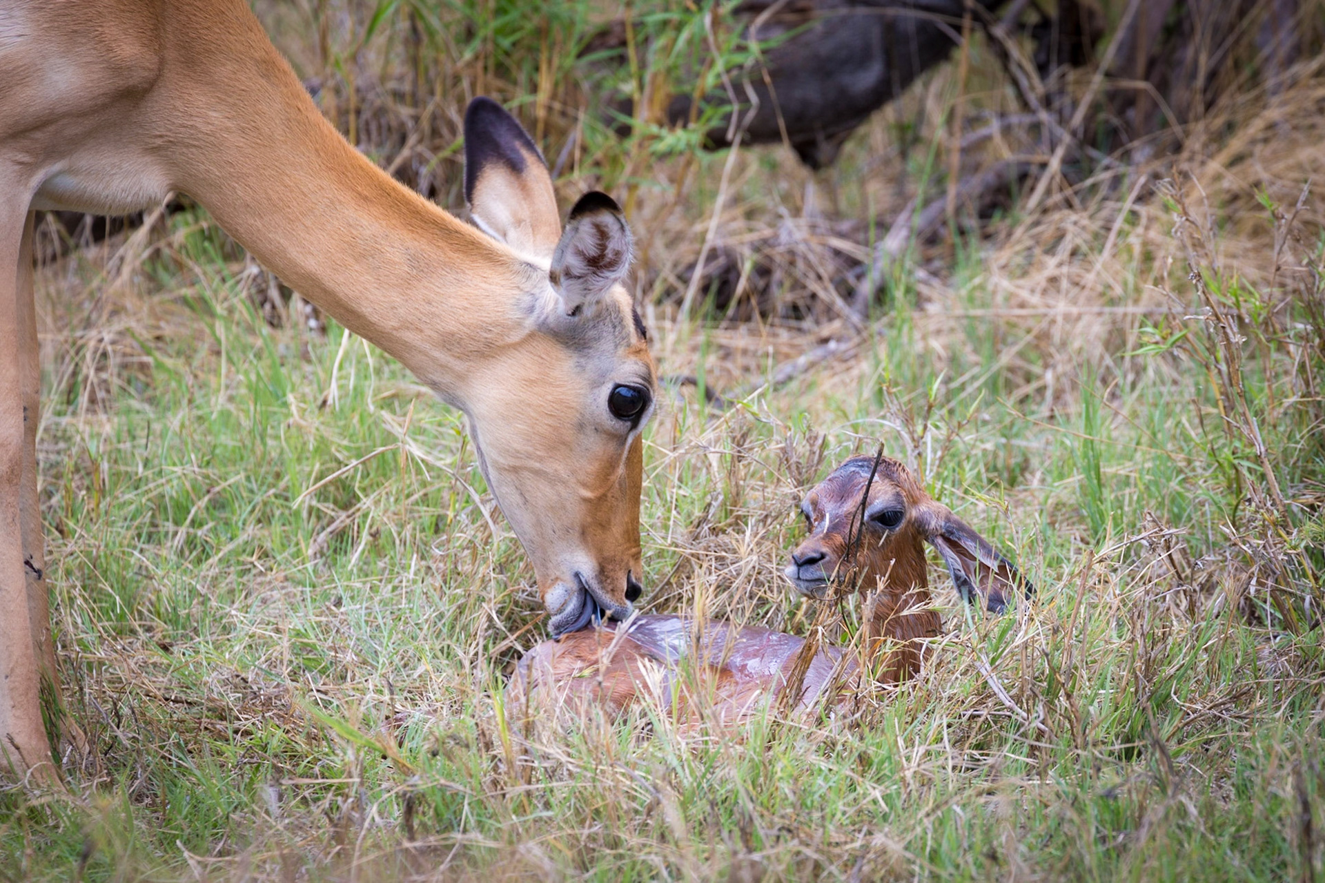 Impala giving birth, Okavango Delta, Botswana