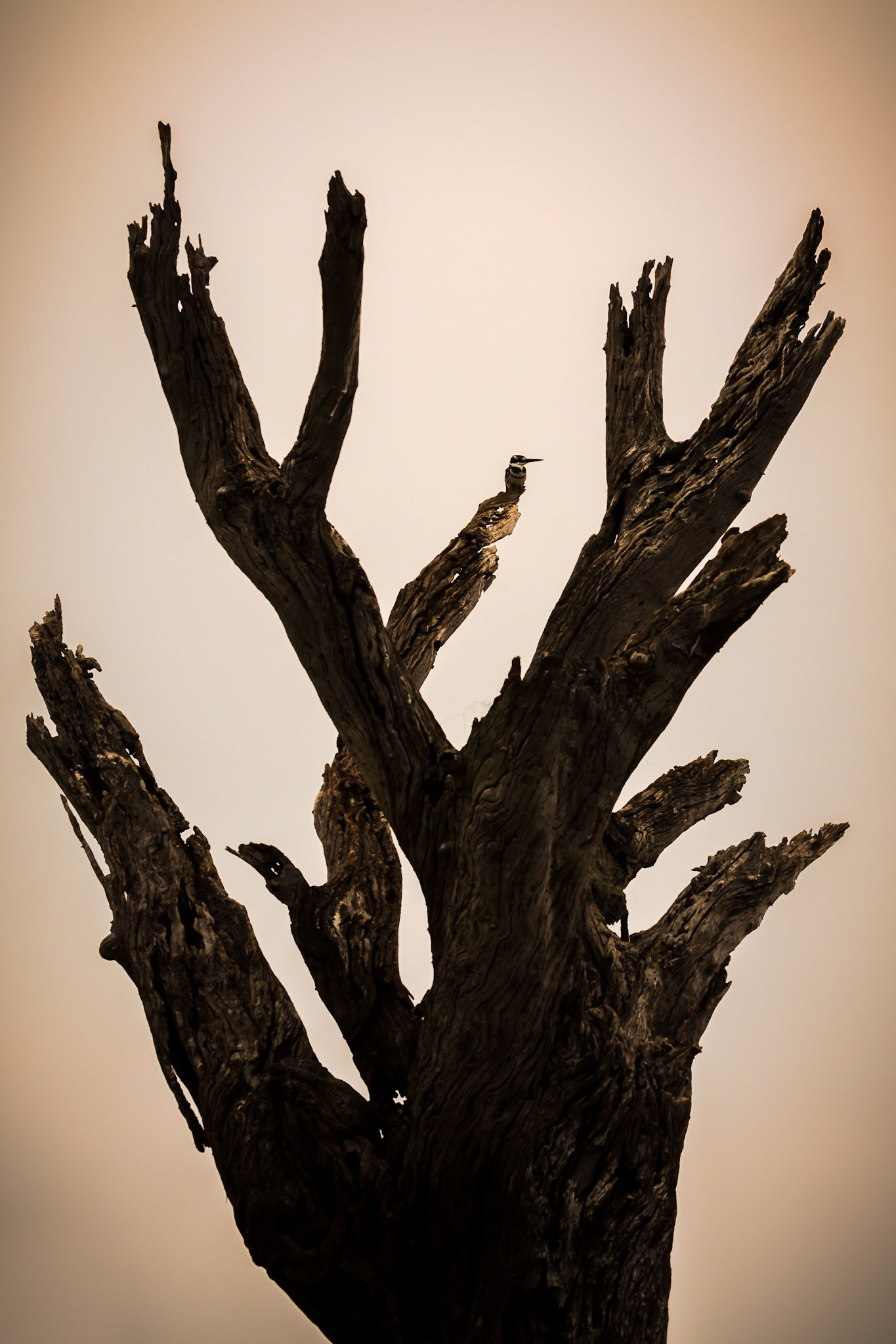 Kingfisher on Dead Tree, Chobe River, Botswana