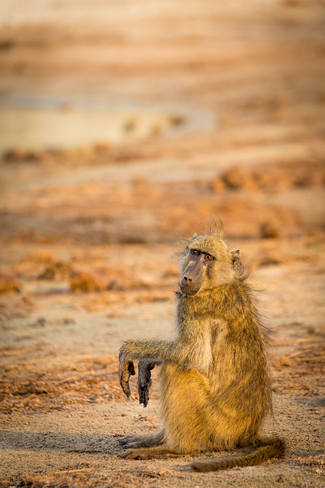 Baboon,, Chobe National Park, Botswana