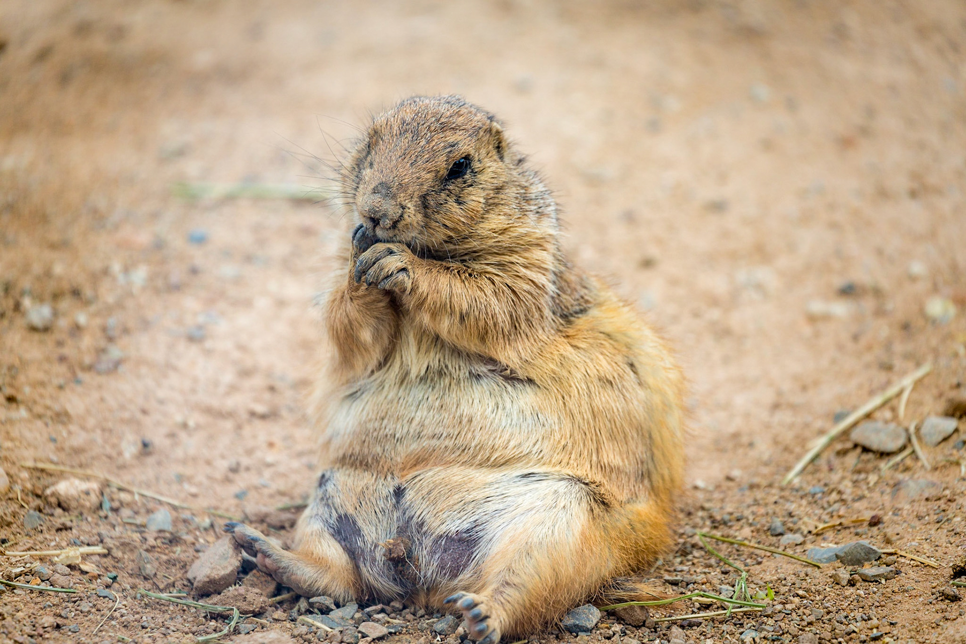 Prairie Dog, Sonora Desert, Arizona, USA