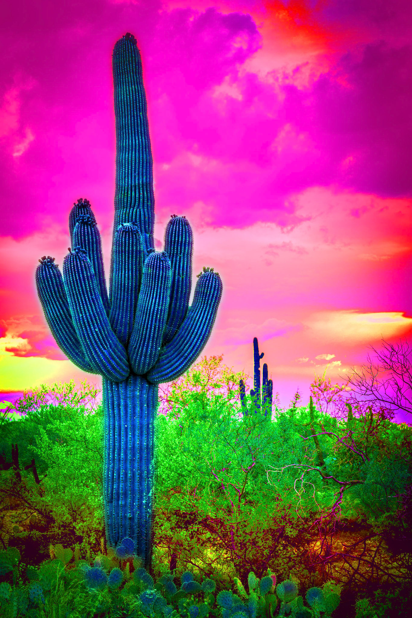 Pop Art Cactus, Tucson, Arizona, USA