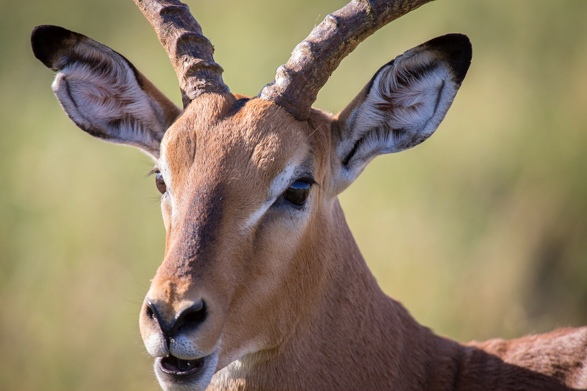 Male Impala, Timbavati Game Reserve, South Africa