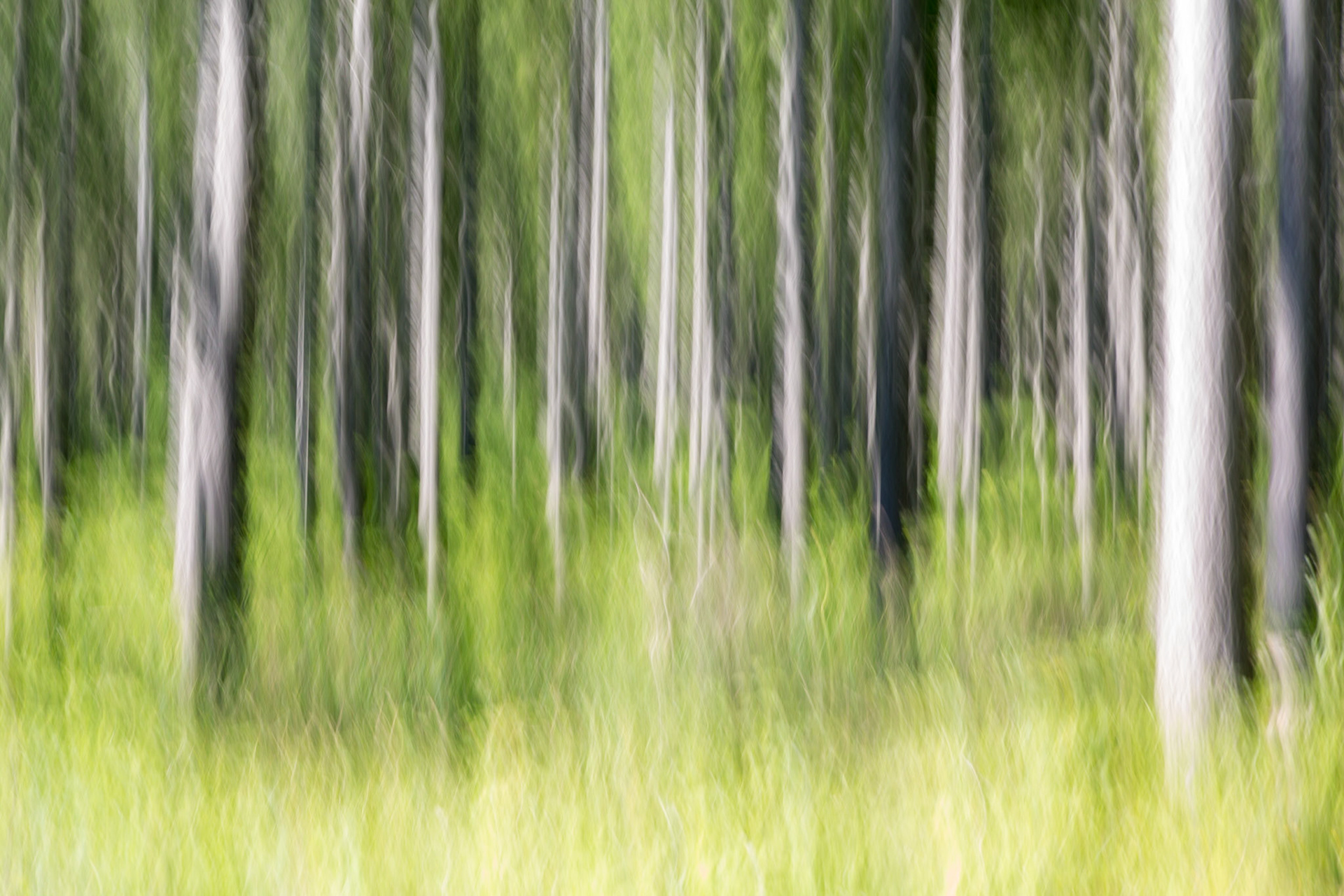 Alpine Forest, Bavaria, Germany