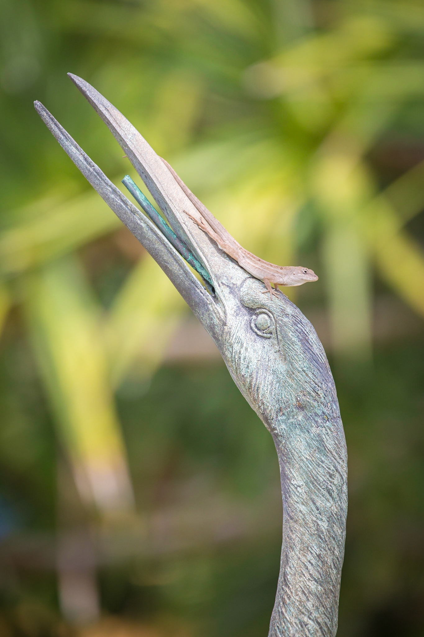 Gecko, Sarasota, Florida, USA