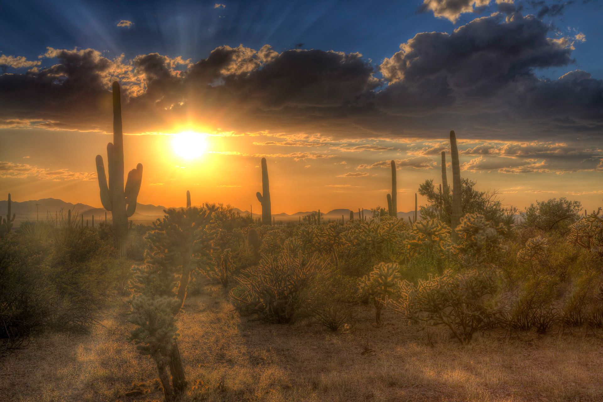 Saguaro National Park, Arizona, USA