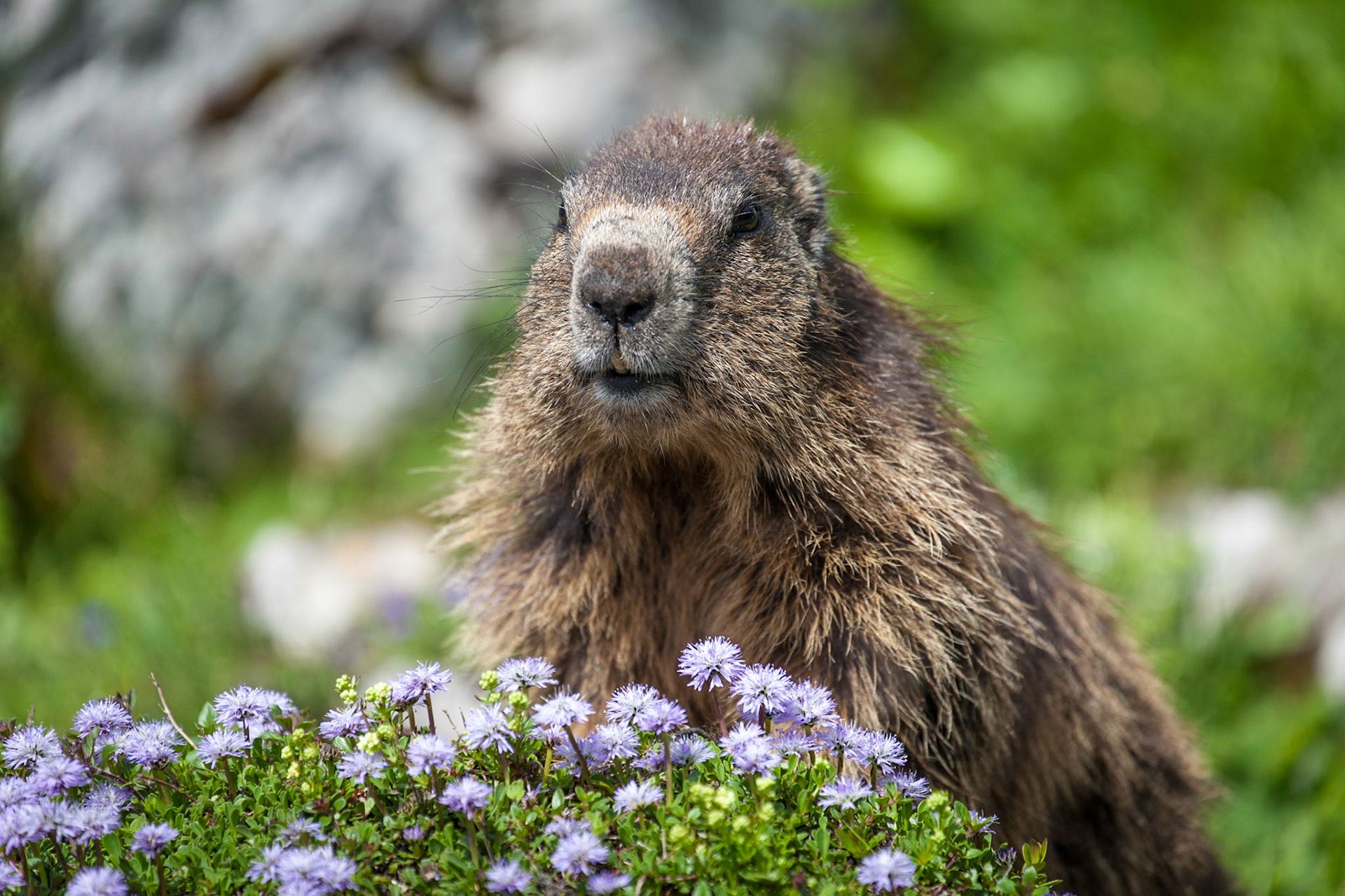 Alpine Marmot, Dachstein Mountains, Austria