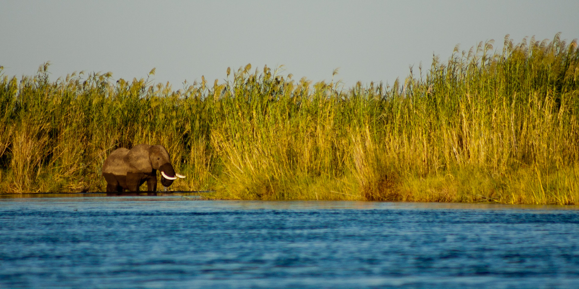 Elephant, Zambezi River, Zambia