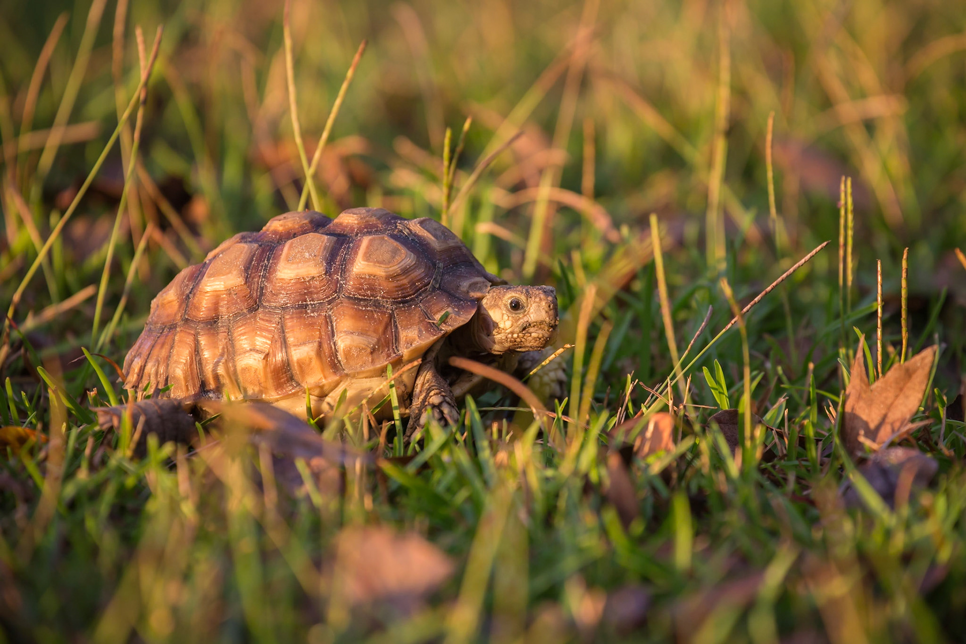 Gopher Tortoise, Hortense, Georgia,, USA