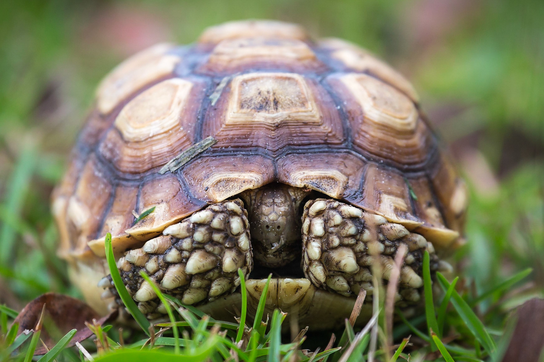 Gopher Tortoise, Hortense, Georgia,, USA