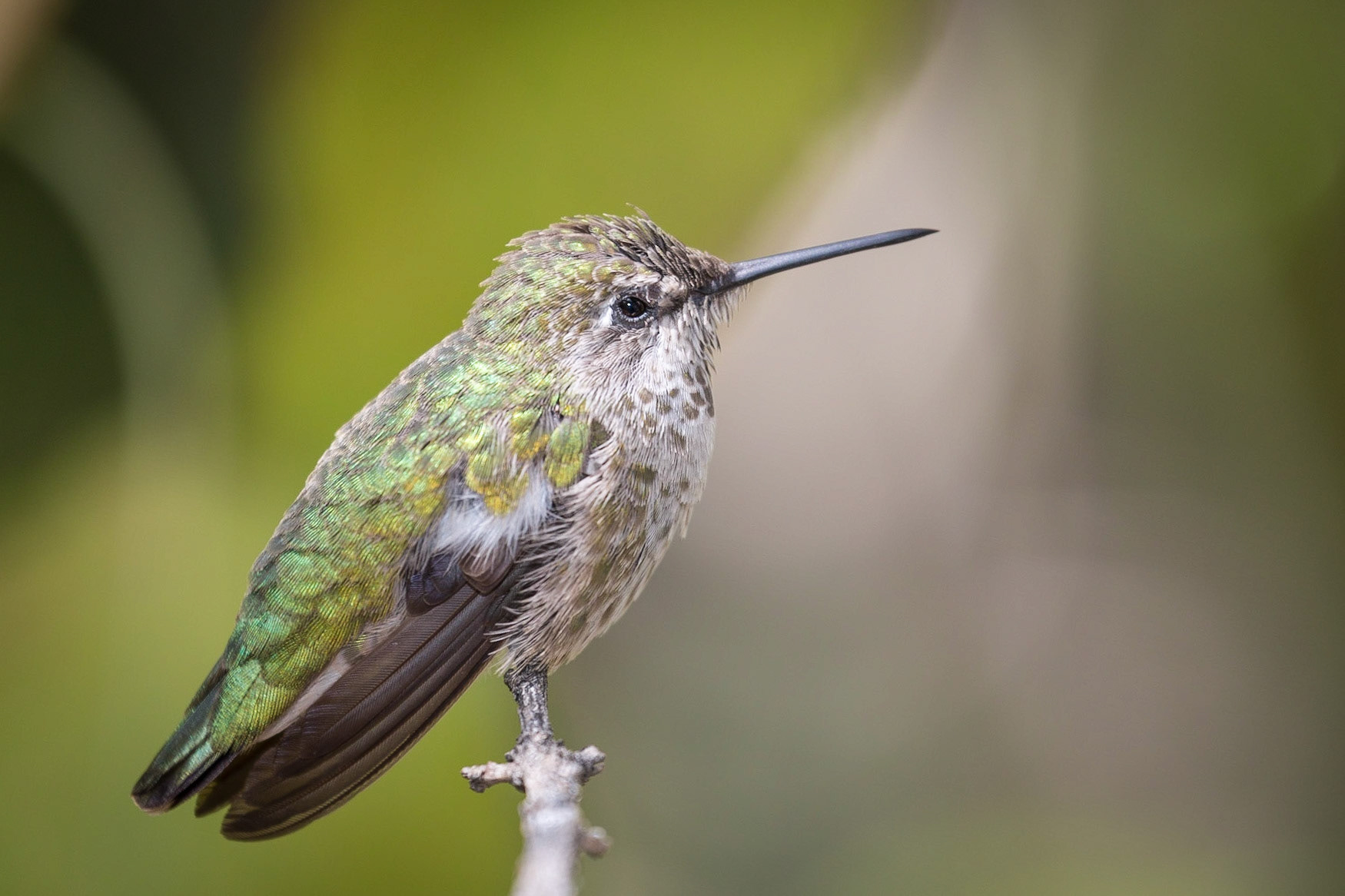 Hummingbird, Saguaro National Park, Arizona, USA