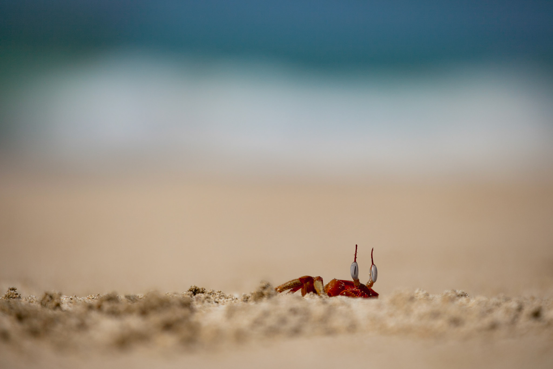 Red Crab, Ngapali Beach, Myanmar
