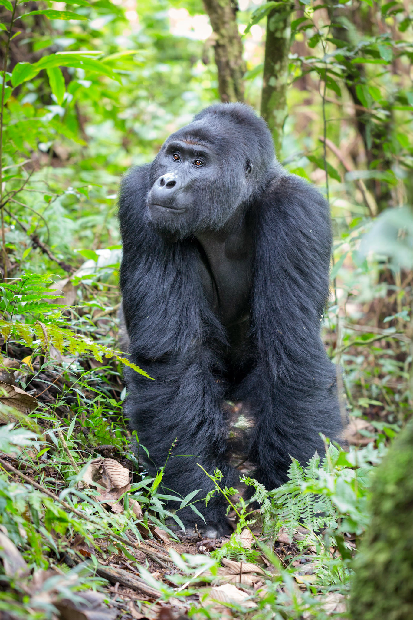 Mountain Gorilla, Bwindi Impenetrable Forest, Uganda