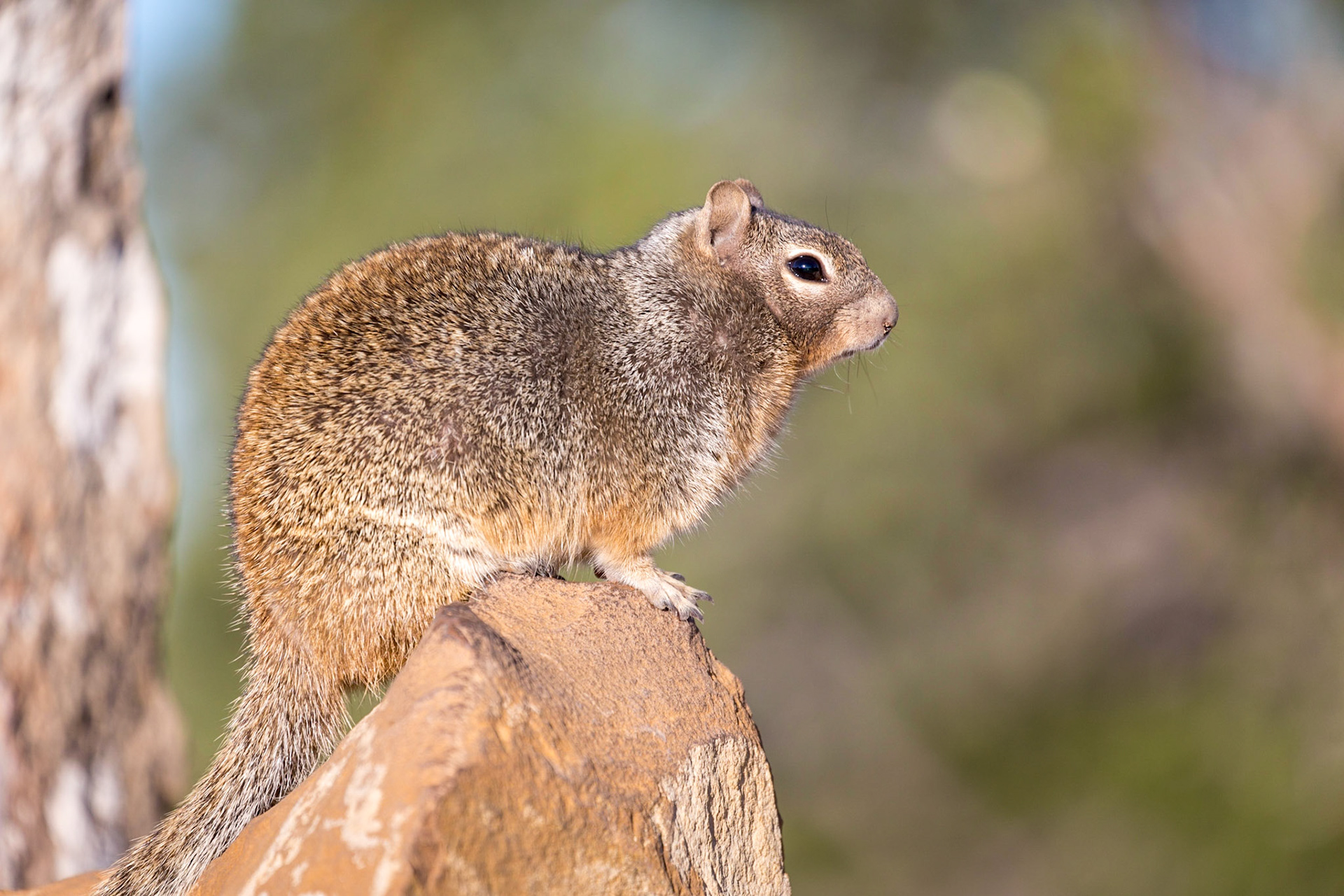 Rock Squirrel, Grand Canyon, Arizona, USA