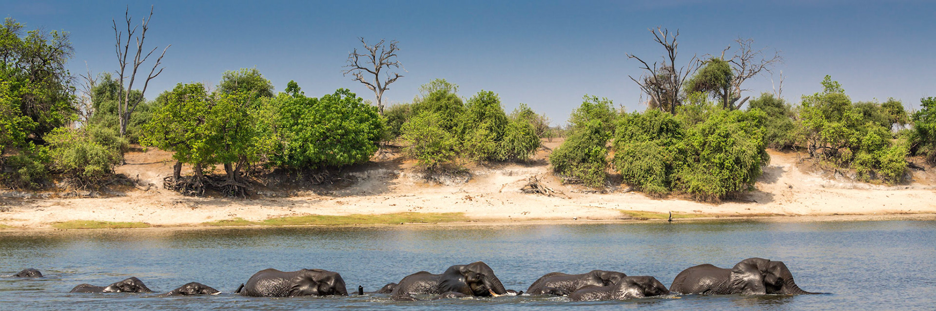 Elephants, Chobe National Park, Botswana