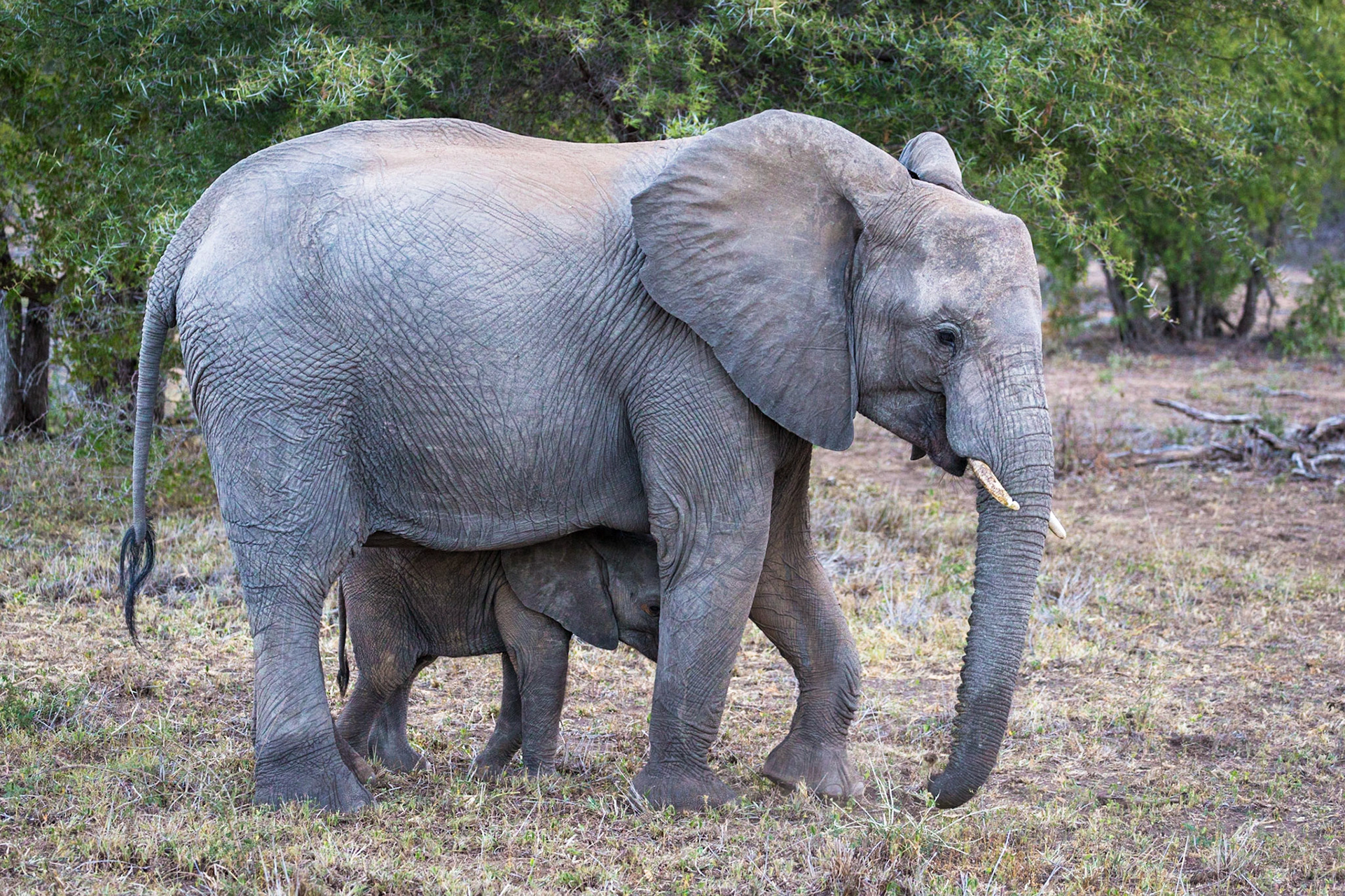 Elephants, Klaserie Game Reserve, South Africa