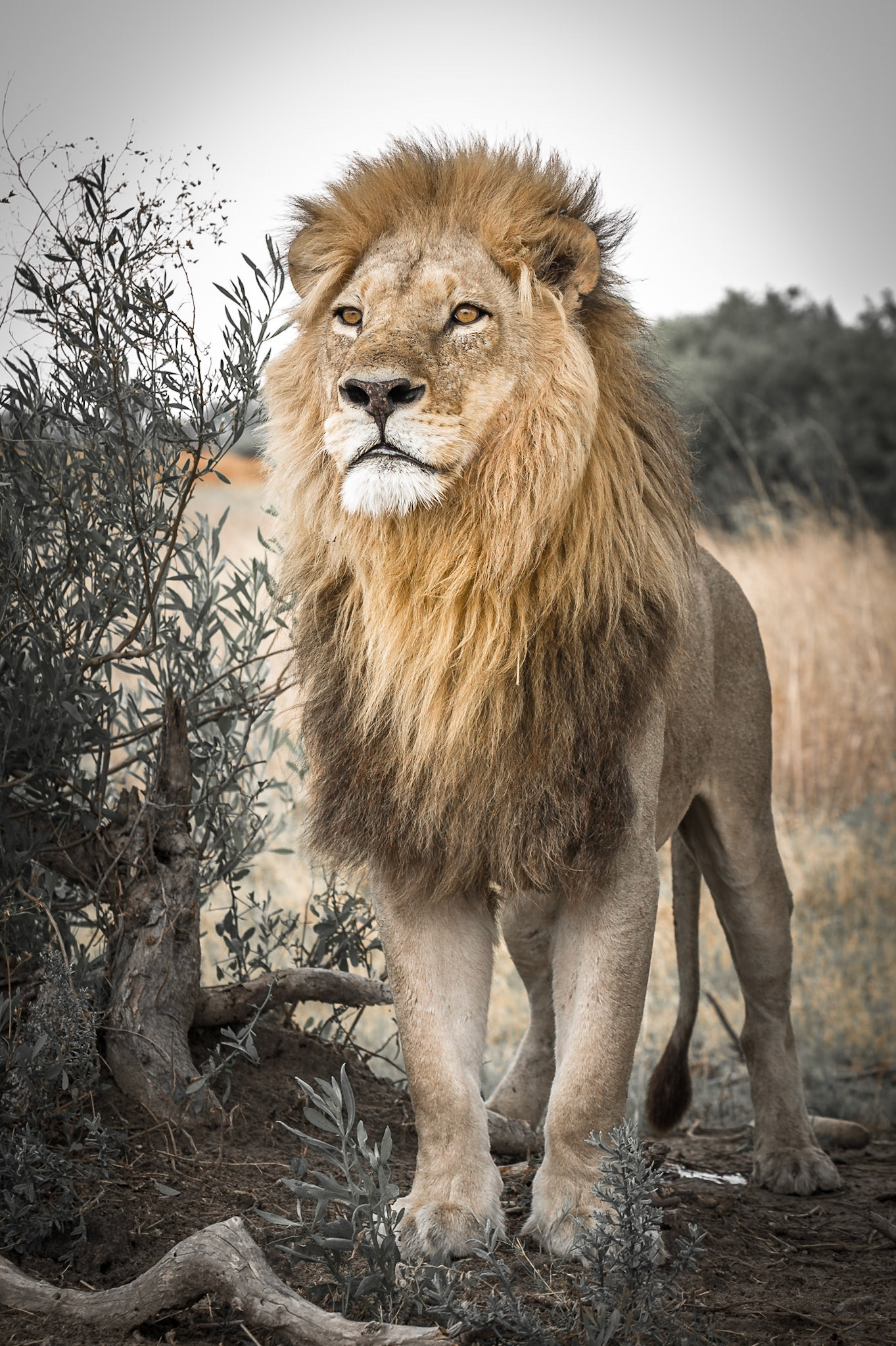 Lion, Okavango Delta, Botswana