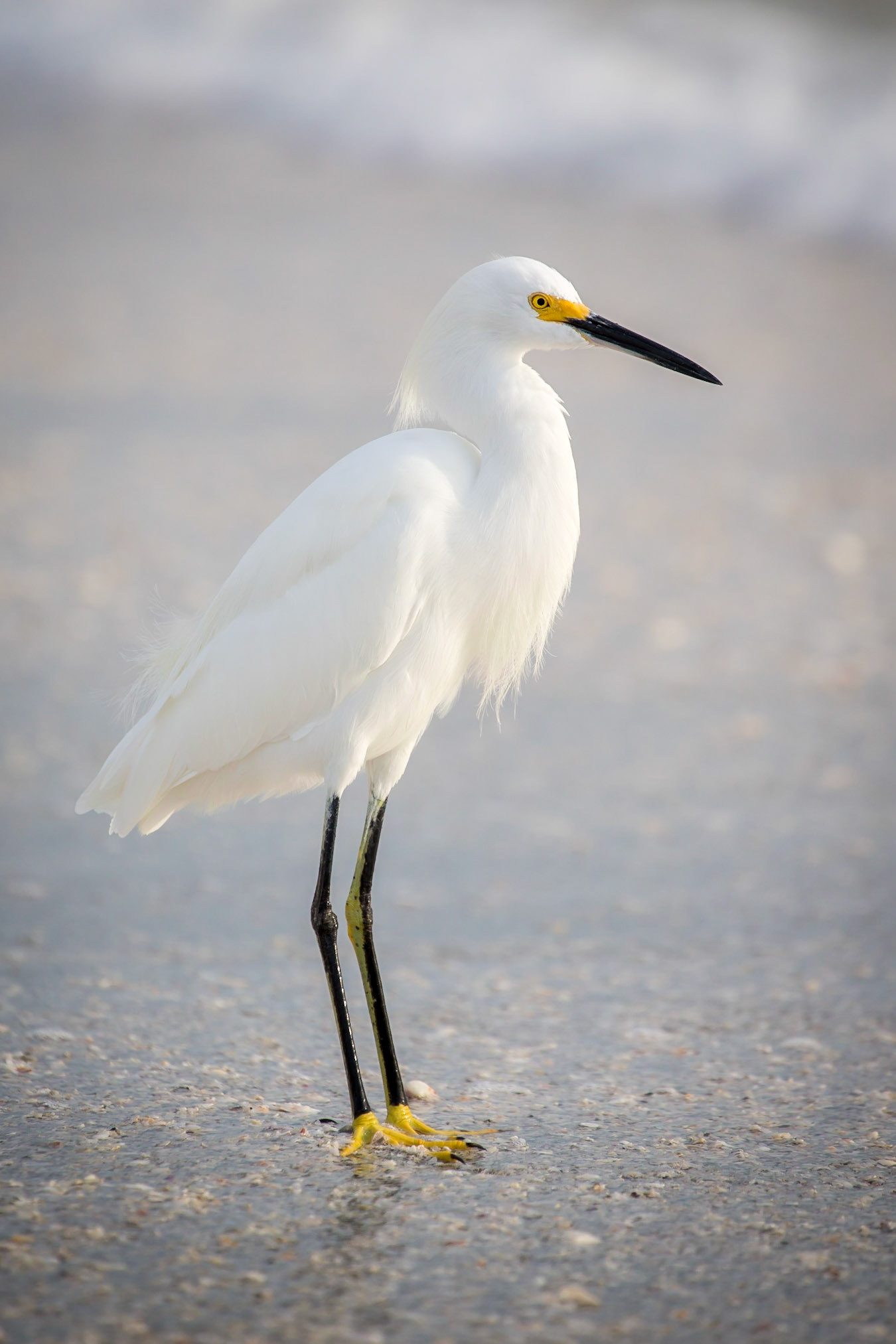 Little Egret, Longboat Key, Florida, USA