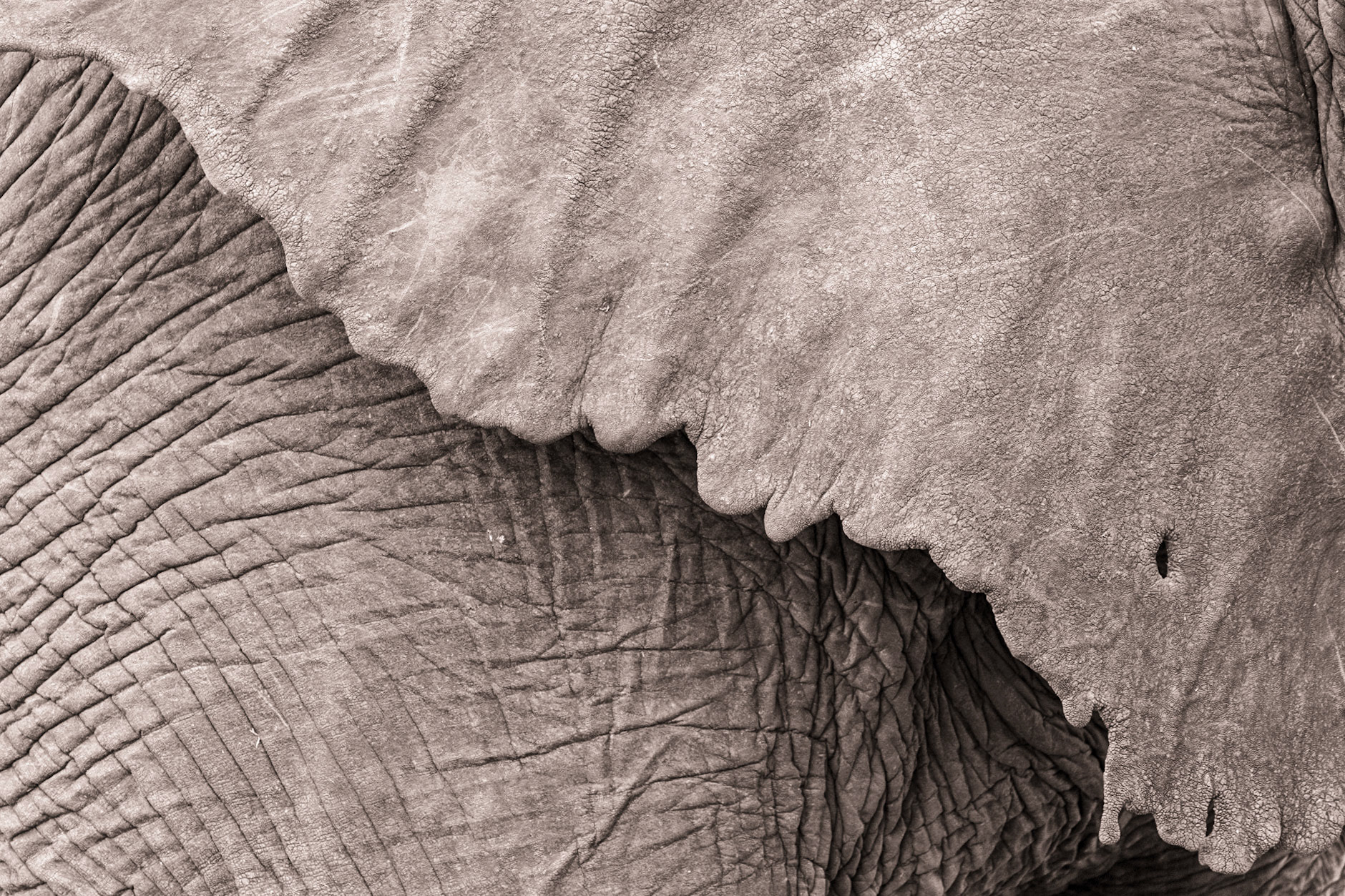 Elephant, Timbavati Game Reserve, South Africa