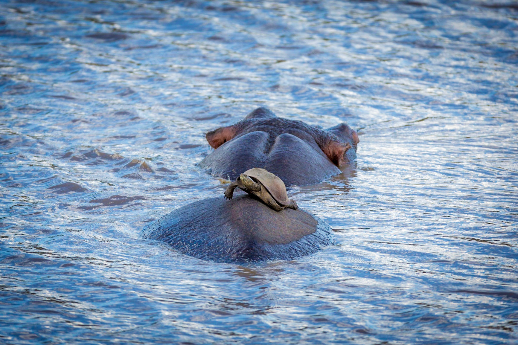 Serrated Hinged Terrapin on Hippo, Timbavati Game Reserve, South Africa