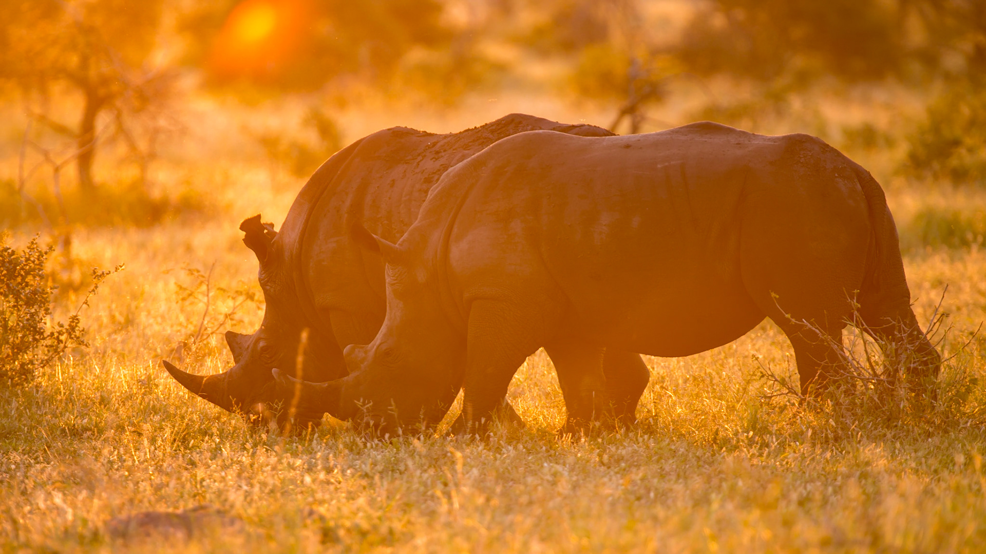 White Rhinos, Manyeleti Game Reserve, South Africa