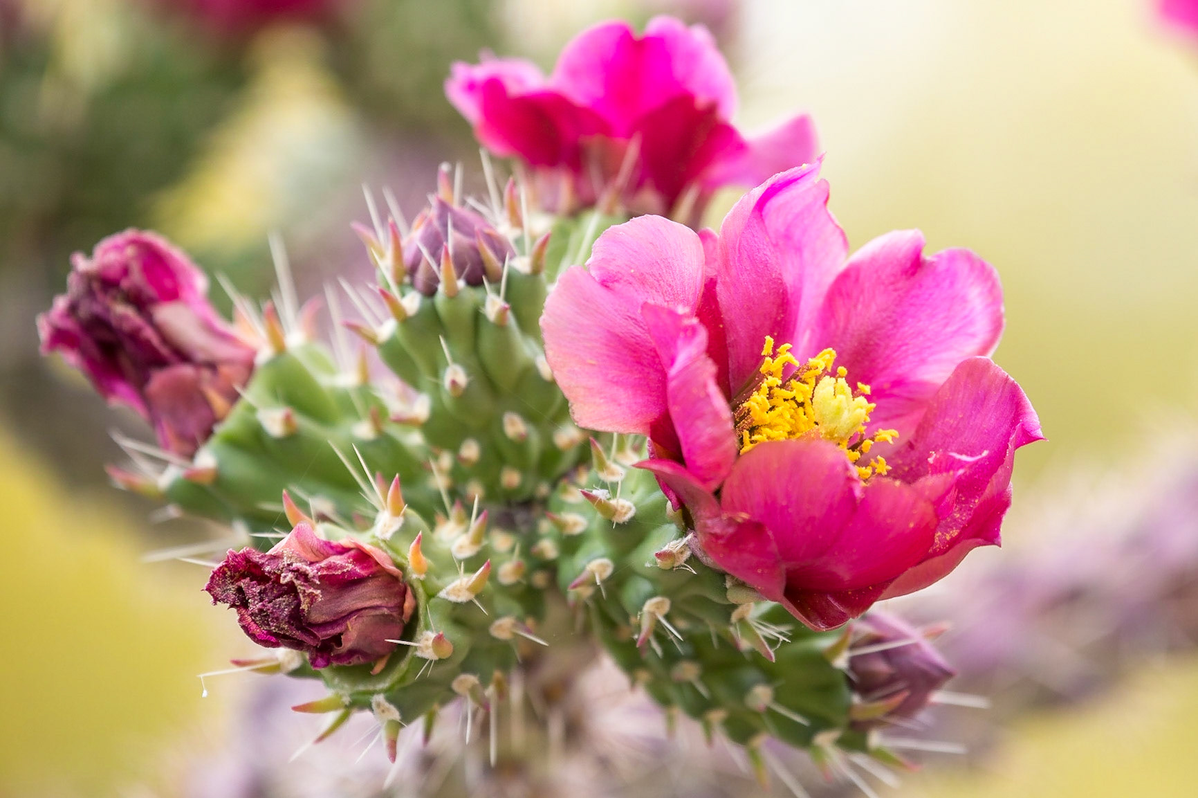 Chollla Cactus, Tucson, Arizona, USA