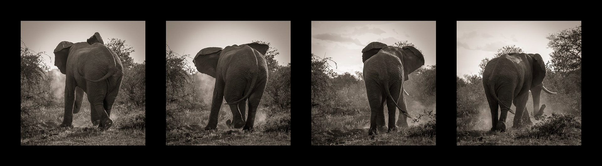 Elephant, Klaserie Game Reserve, South Africa