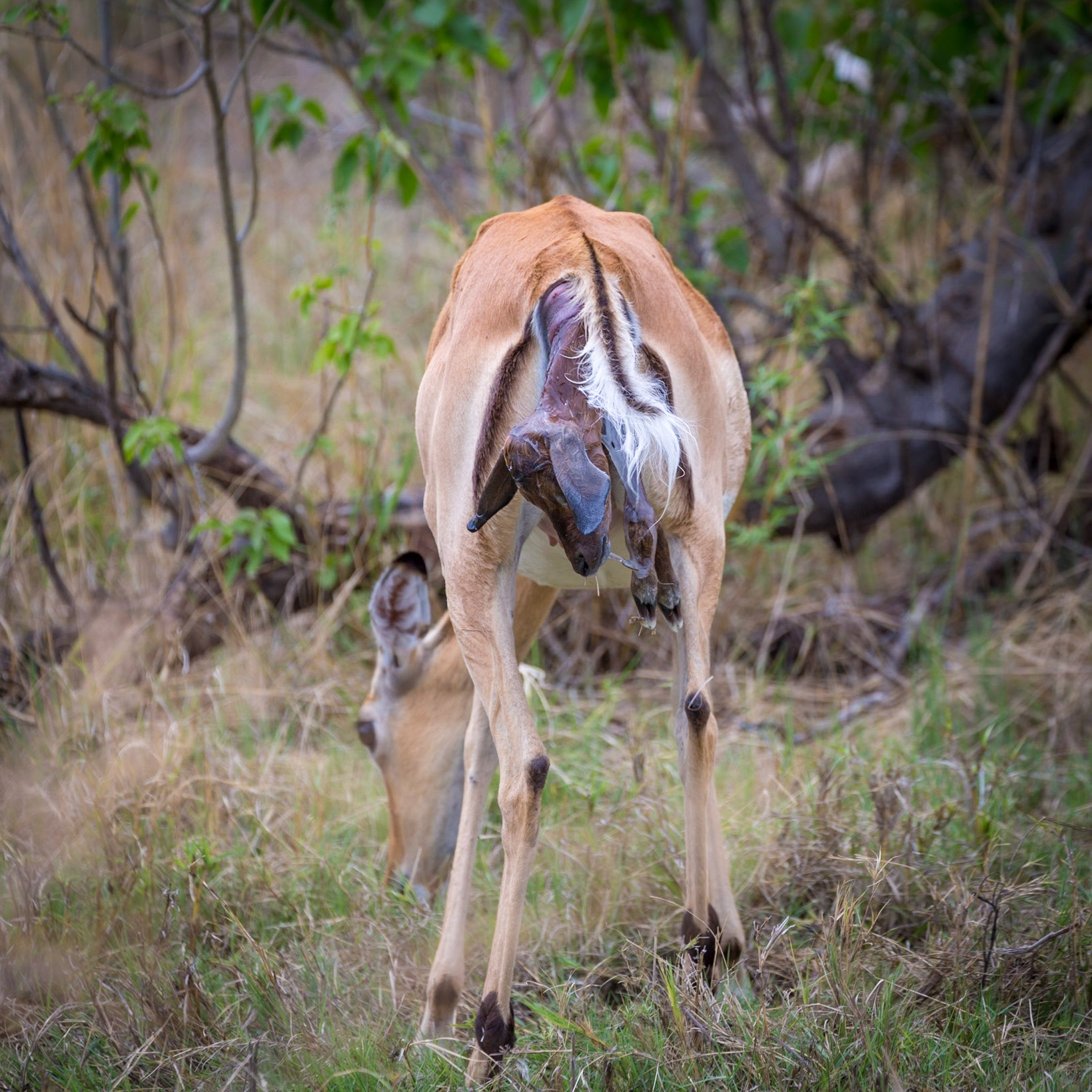 Impala giving birth, Okavango Delta, Botswana