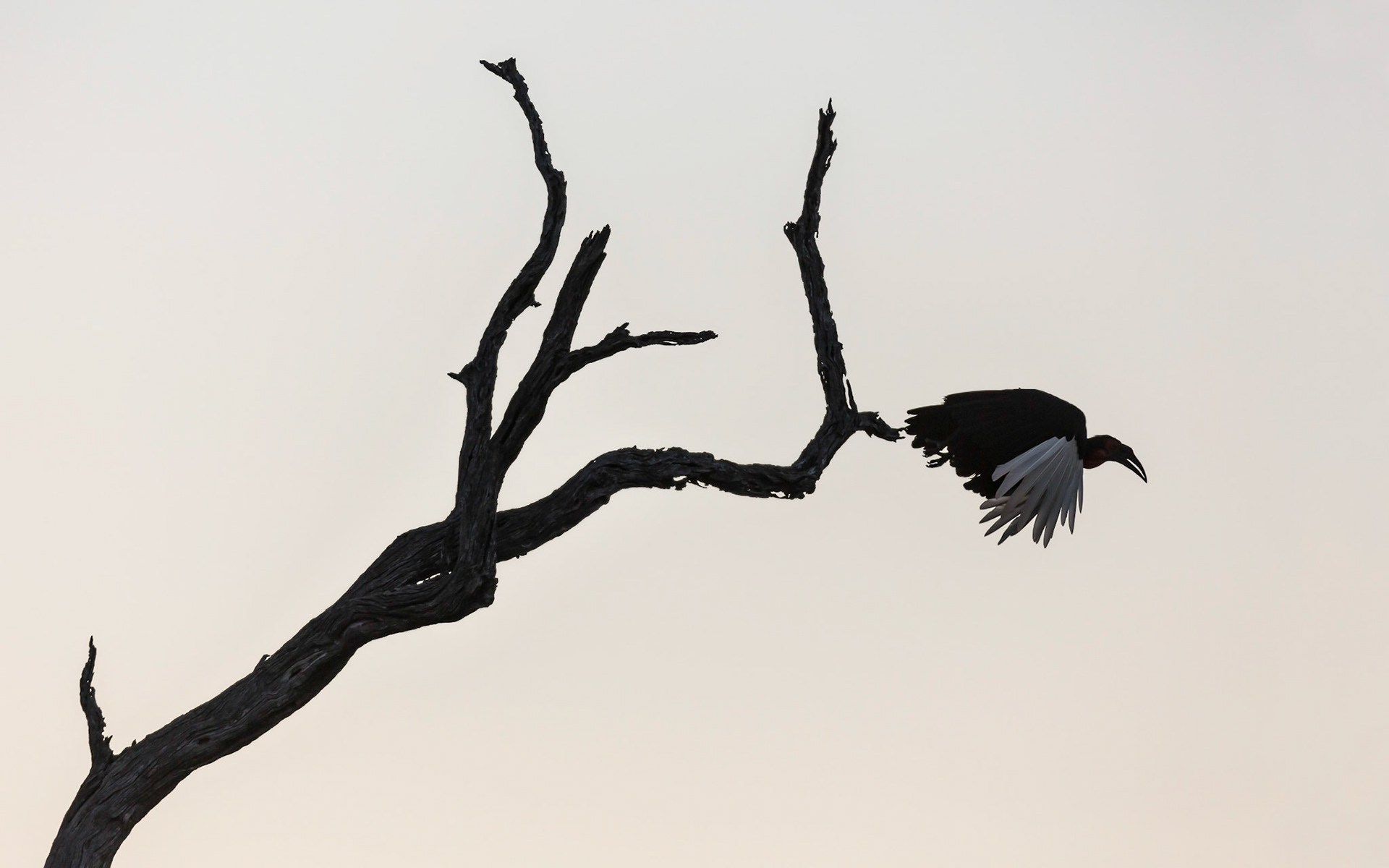 Yellow-Billed Hornbill, Timbavati Game Reserve, South Africa