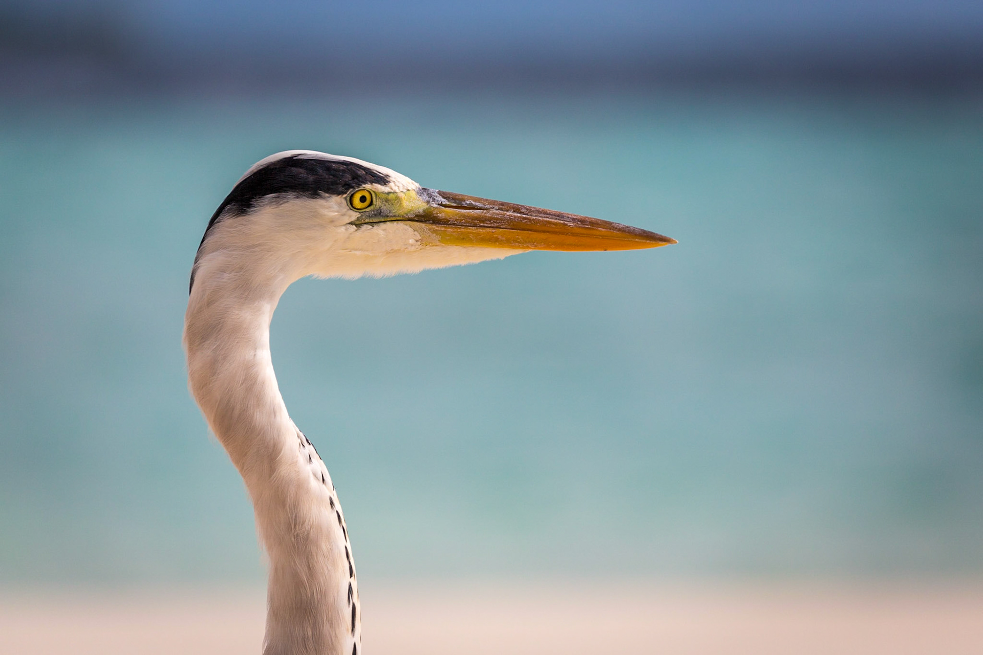 Grey Heron, Maldives