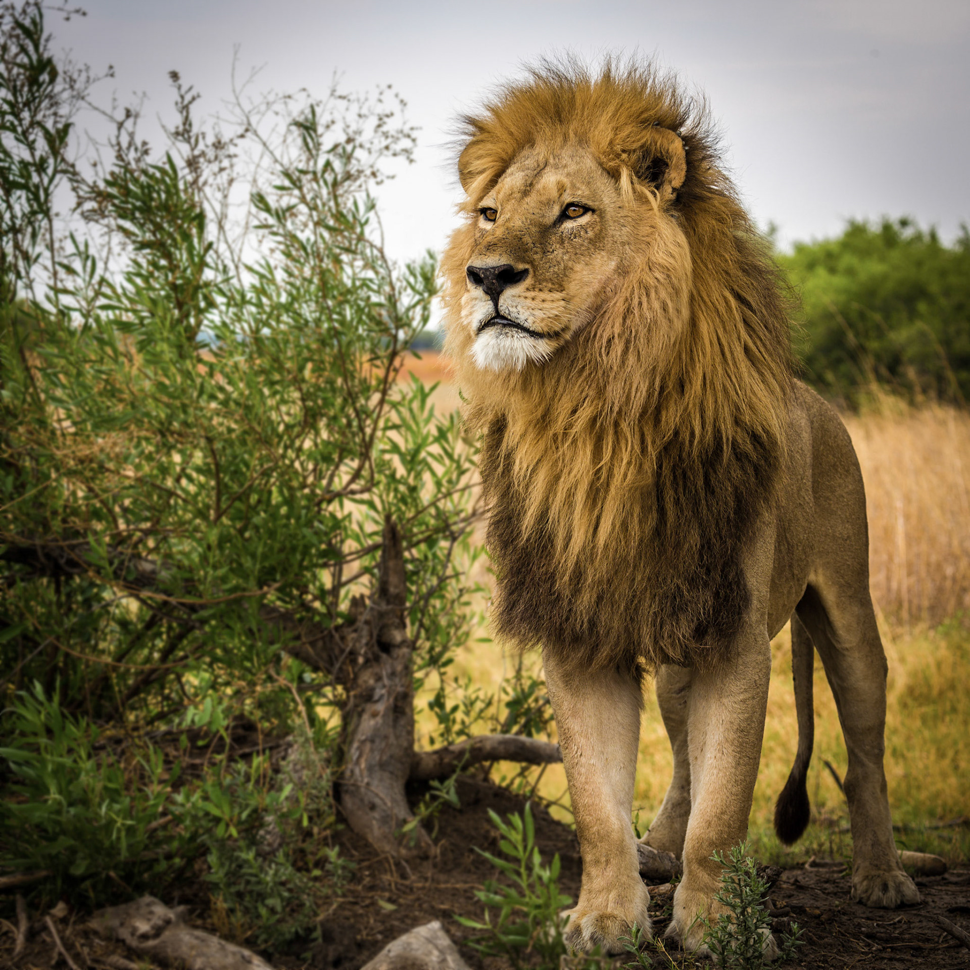 Lion, Okavango Delta, Botswana