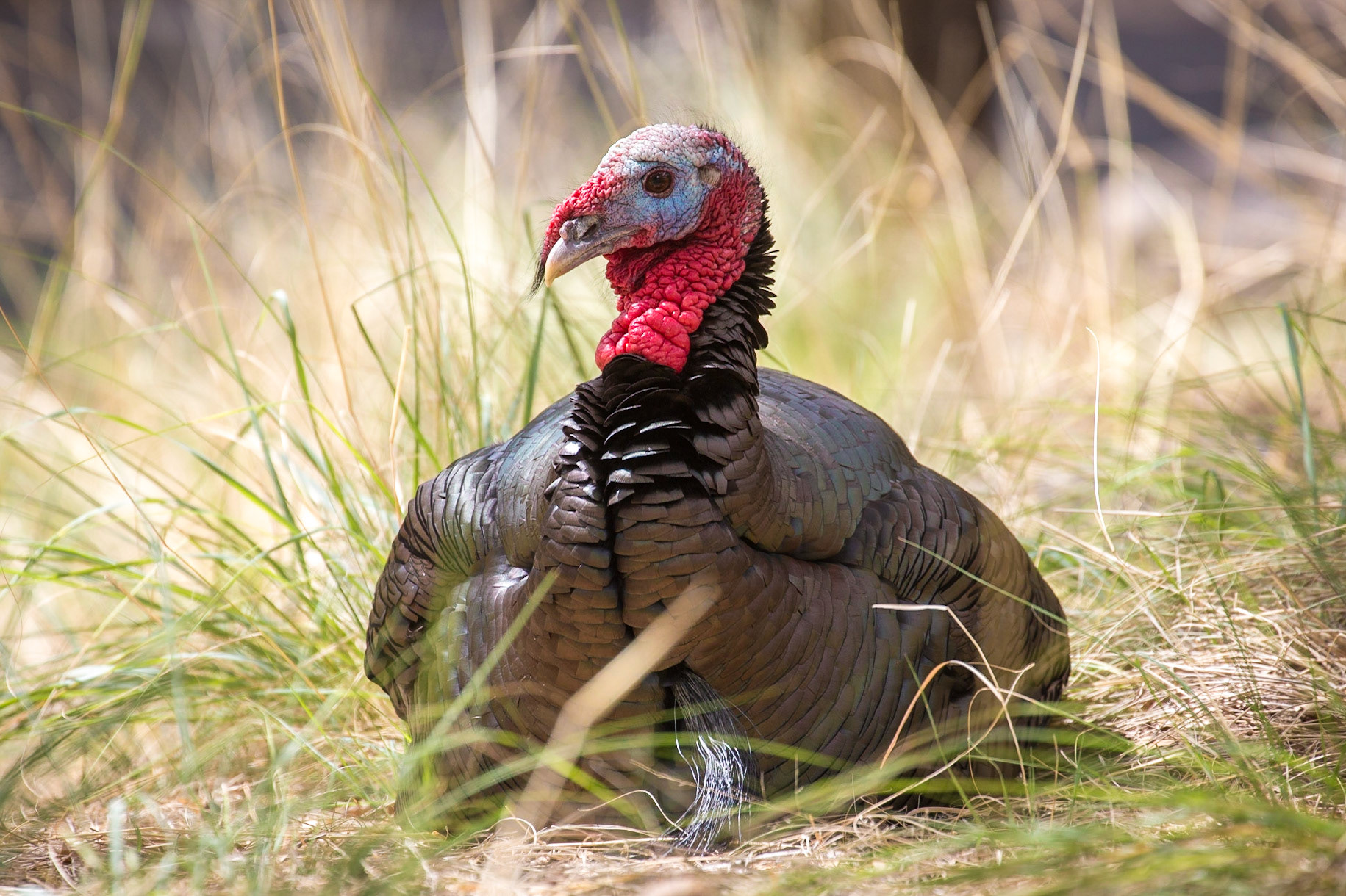 Turkey, Madera Canyon, Arizona, USA