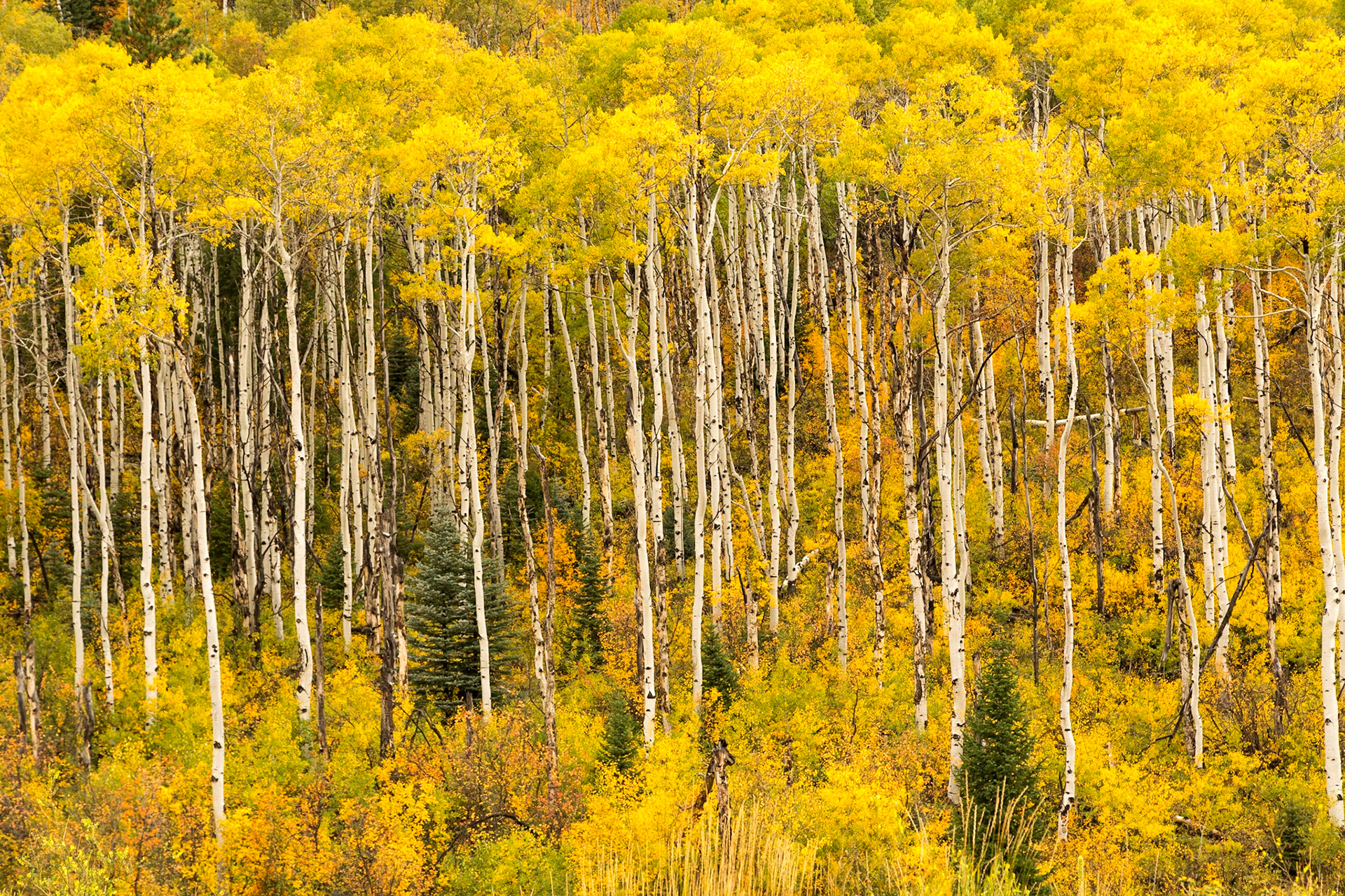 Rocky Mountains, Colorado, USA