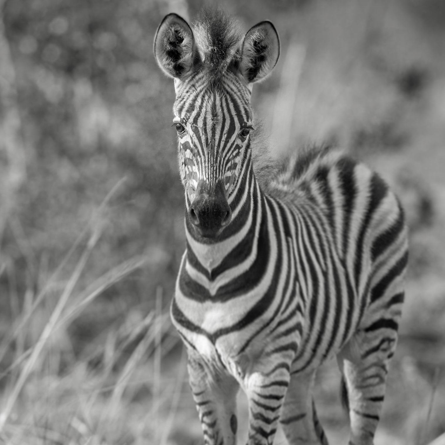 Young Zebra, Manyeleti Game Reserve, South Africa