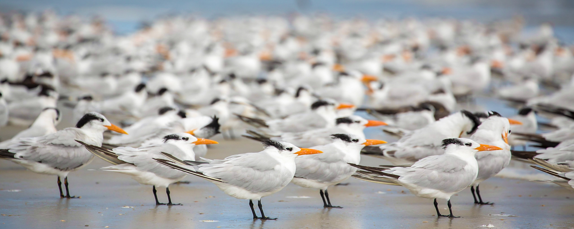 Royal Terns, Amelia Island, Florida, USA