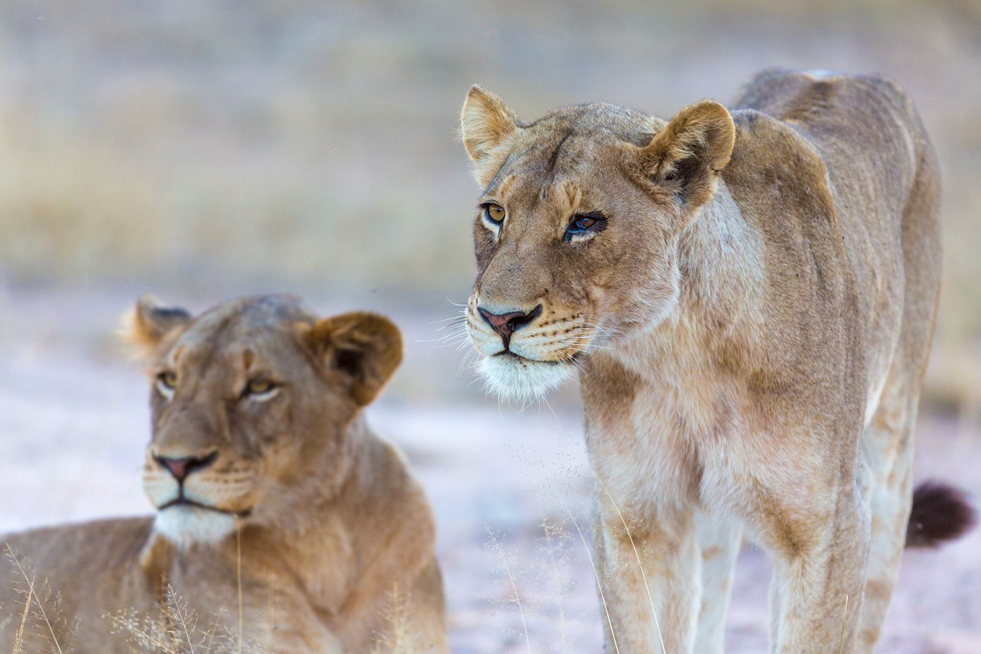 Lions, Timbavati Game Reserve, South Africa