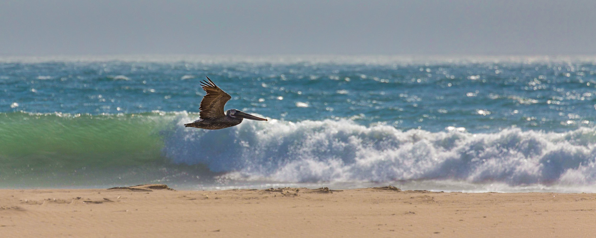 Brown Pelican, Carmel-by-the-Sea, California, USA