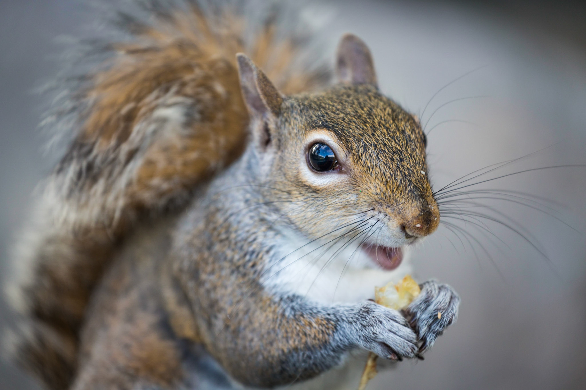 Gray Squirrel, Atlanta, Georgia, USA
