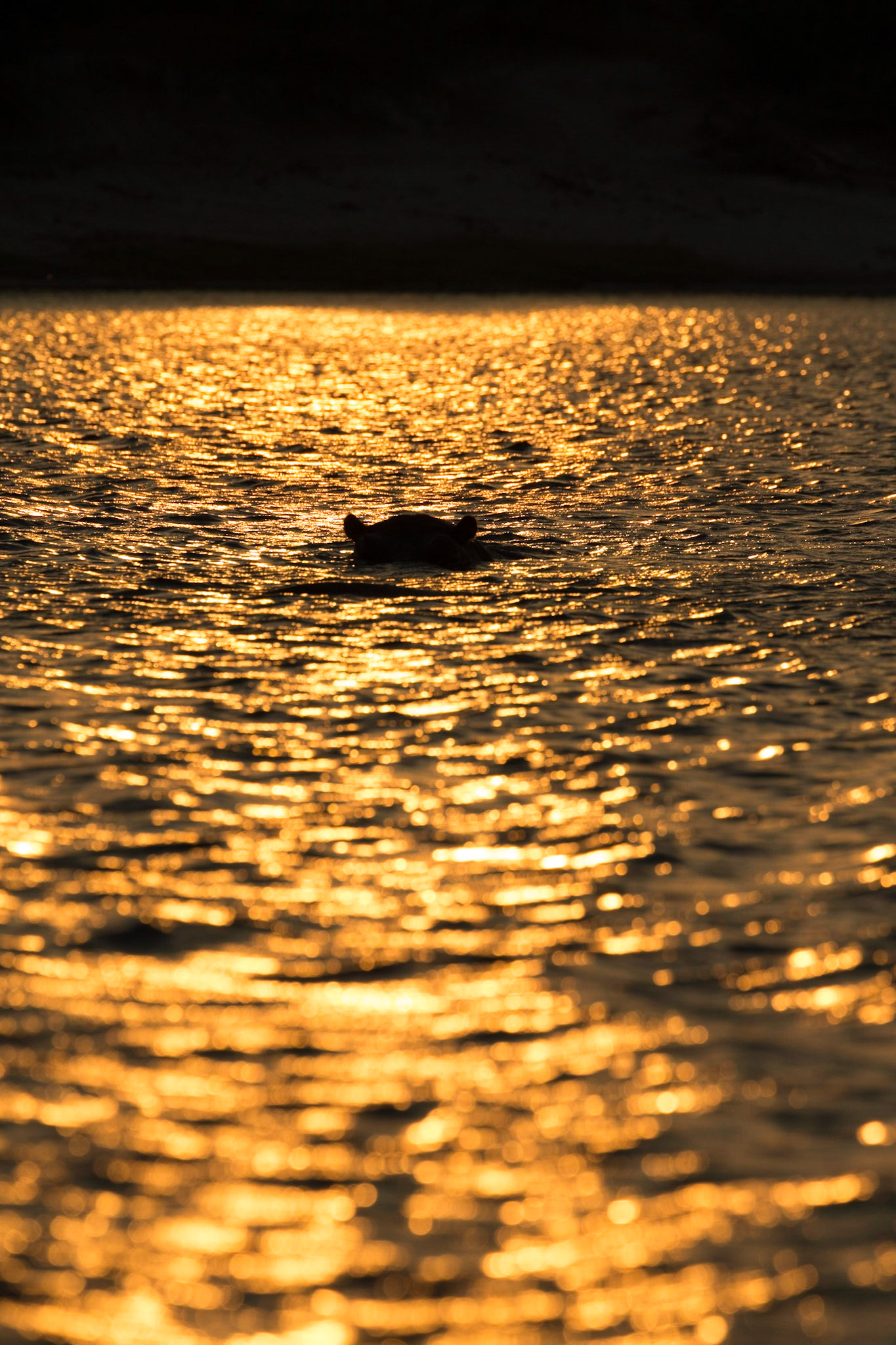 Hippo, Chobe River, Botswana