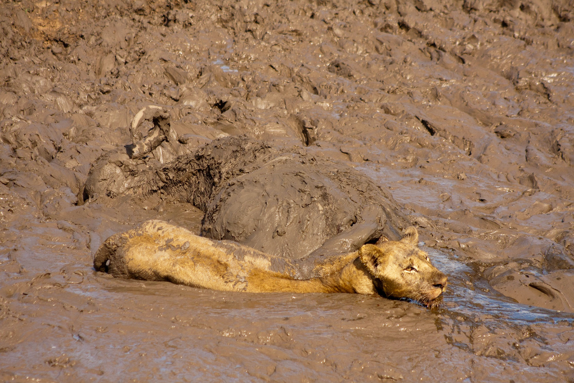 Lion with dead African Buffalo, South Luangwa National Park, Zambia