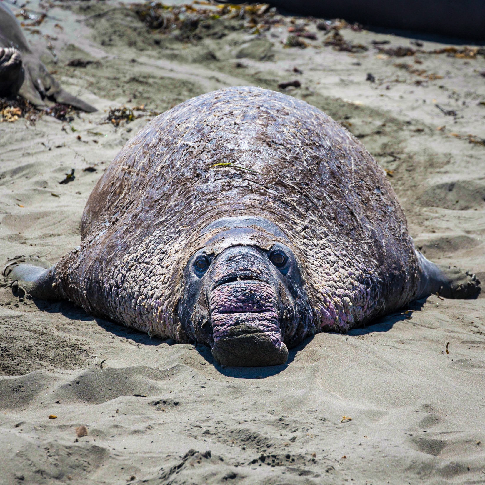 Elephant Seal, San Simeon, California, USA