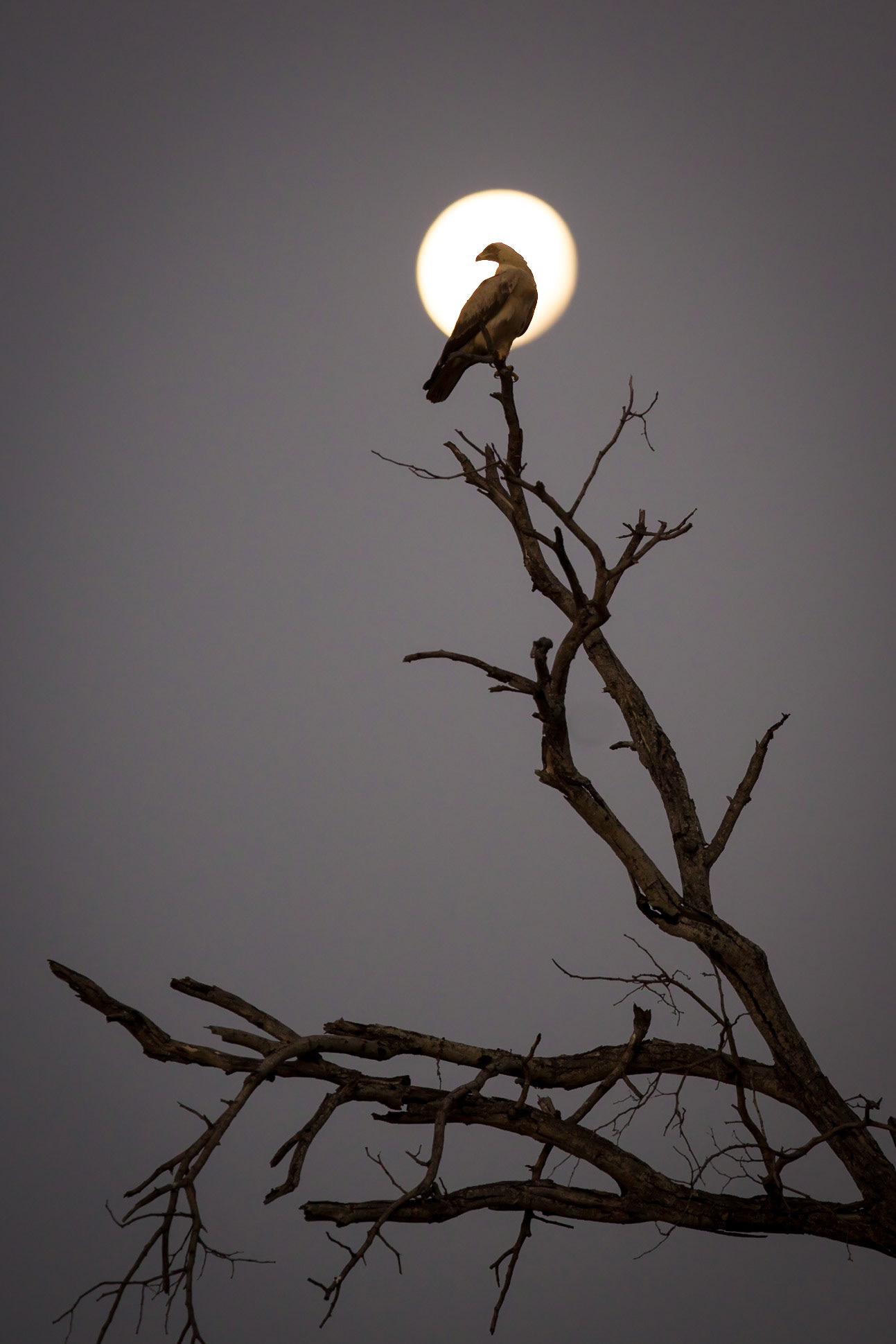 African Hawk Eagle, Klaserie Game Reserve, South Africa