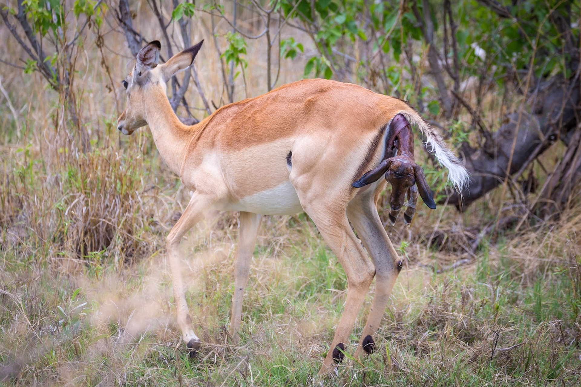 Impala giving birth, Okavango Delta, Botswana