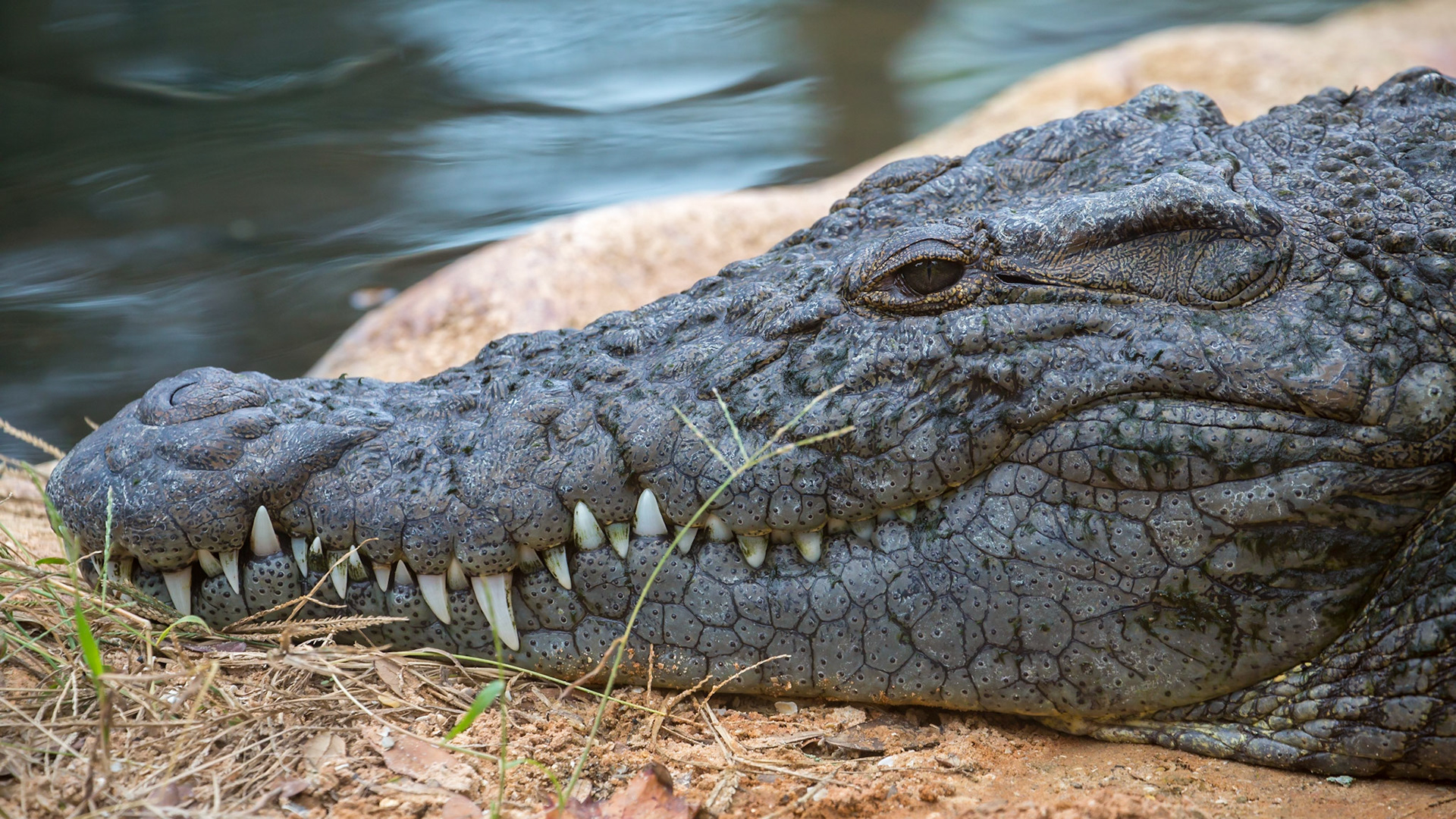 Alligator, Everglades National Park, Florida, USA