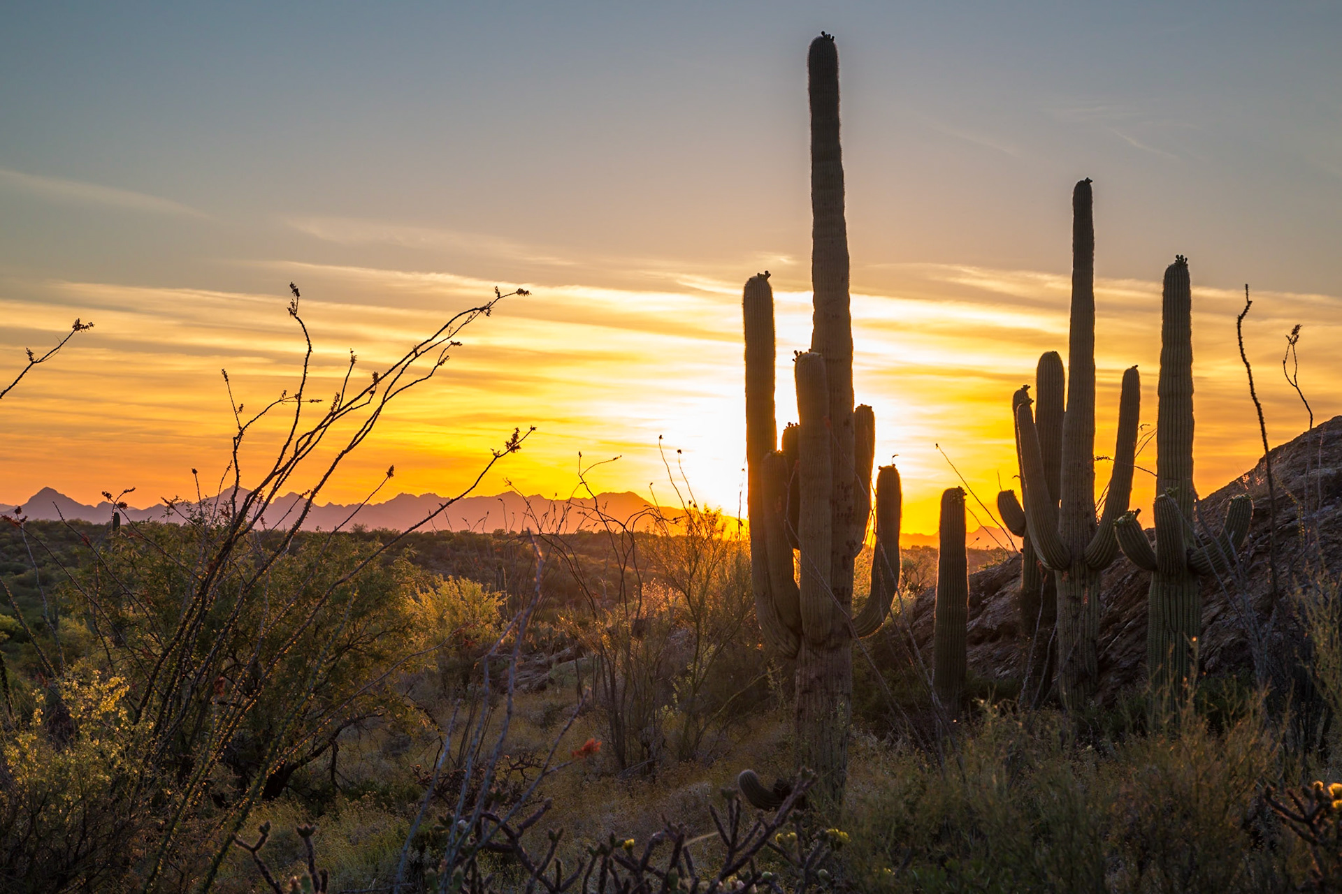 Saguaro National Park, Arizona, USA
