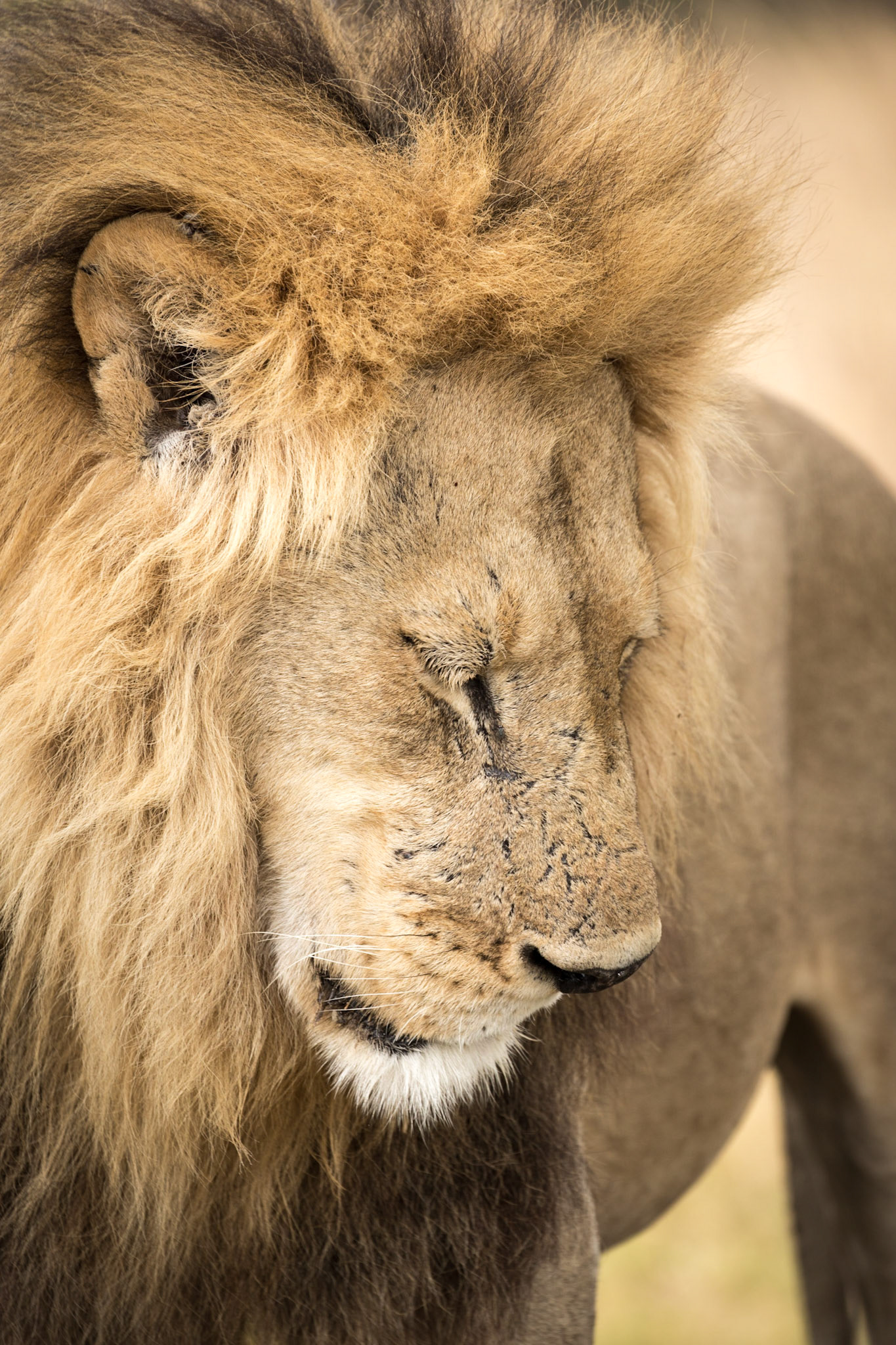 Lion, Okavango Delta, Botswana